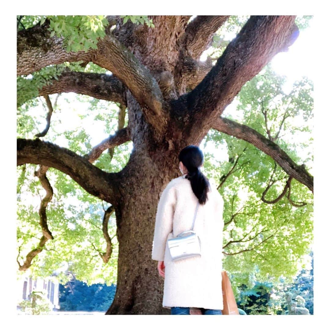 のインスタグラム：「大きな木を、じーっと見つめた午後  #森林浴」