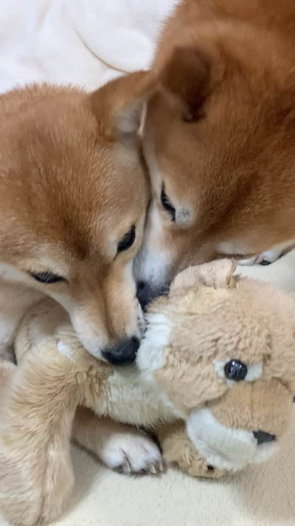 豆柴 サニーちゃんのインスタグラム