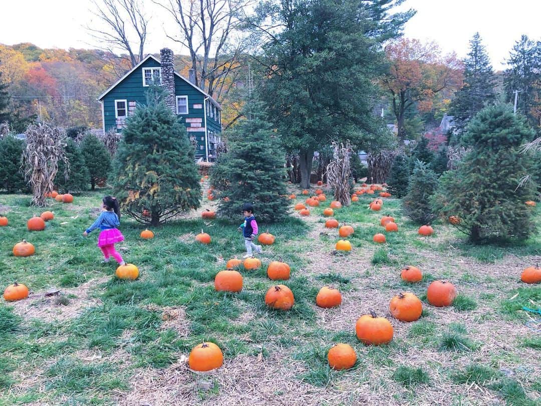 白渚すずのインスタグラム：「Pumpkin patch②  偶然立ち寄ったFarmが可愛いPatch会場でした。 閉館間際だったから貸切で、 大はしゃぎで走り回るの子どもたち。 たまたま被ったネオンピンクが映える２人♡  #PumpkinPatch #pumpkin #かぼちゃ　#パンプキン　#かぼちゃ #パンプキンパッチ」