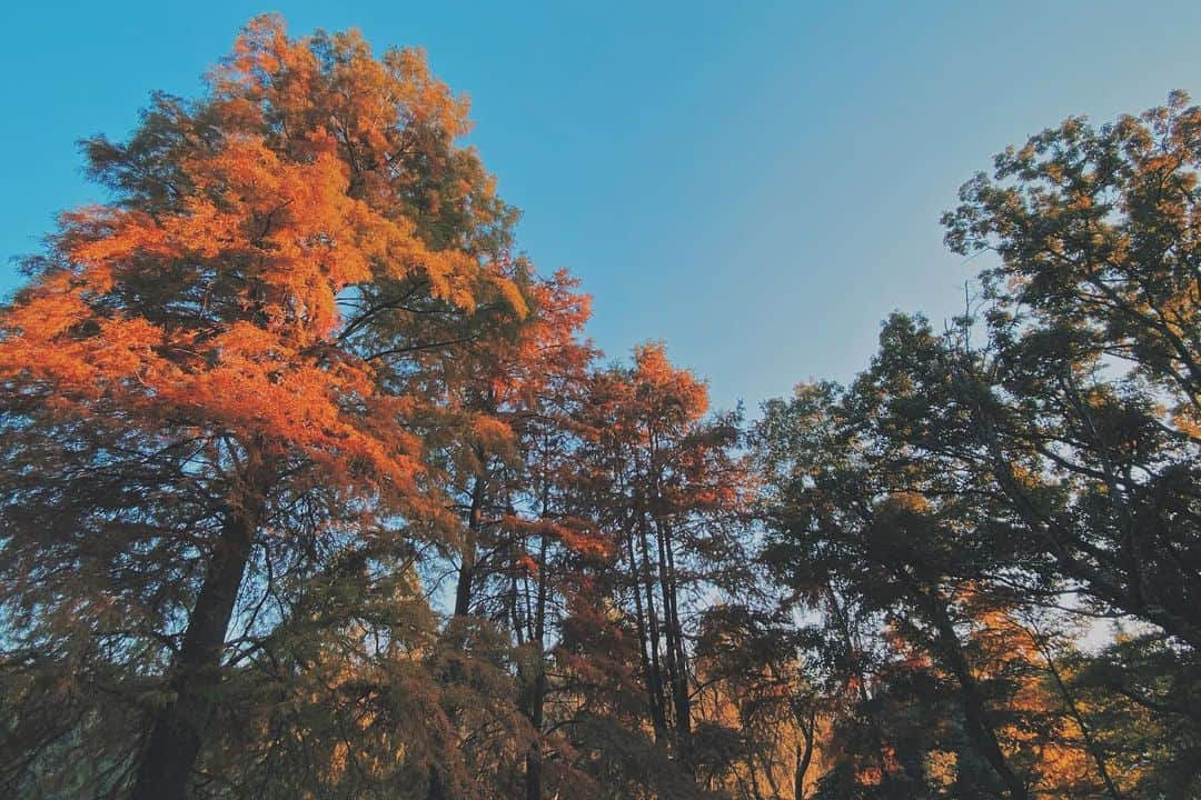 相知明日香さんのインスタグラム写真 - (相知明日香Instagram)「💙 we had such a great time in Moomin Valley Park🤍 自然が多くて わんちゃん連れも多くて🐶🍃 今度はミルたんも連れてってあげたいな🐶🍁 今はあの子ガクブルだから春かなぁ😂🌸 . . #ムーミンバレーパーク #MOOMINVALLEYPARK #ムーミン #ミィ #moomin #Japan#Violinist#Artist#Traveler#music#happy#vlog#nature#rainbow#相知明日香#旅するヴァイオリニスト#旅#旅行#東京#日本#ヴァイオリン#自然#ヴァイオリニスト#虹#スピリチュアル#オーラ」11月15日 16時18分 - asukalohappy