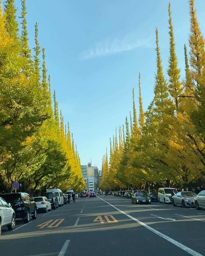 大出千尋のインスタグラム：「. すっかり秋ですね🍁✨🍂 . #神宮外苑いちょう並木 #車からちょこっと」