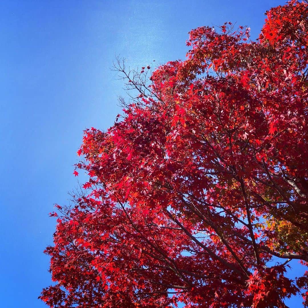 竹下健人さんのインスタグラム写真 - (竹下健人Instagram)「🍁  炎のような紅葉。 ずっと燃えるような熱い志を！  #photo #instagood #bamboo  #kyoto #嵐山 #天龍寺 #紅葉  #autumn #leaves🍁  #リフレッシュ  #役者 #俳優 #竹下健人」11月15日 16時38分 - tkst_knt