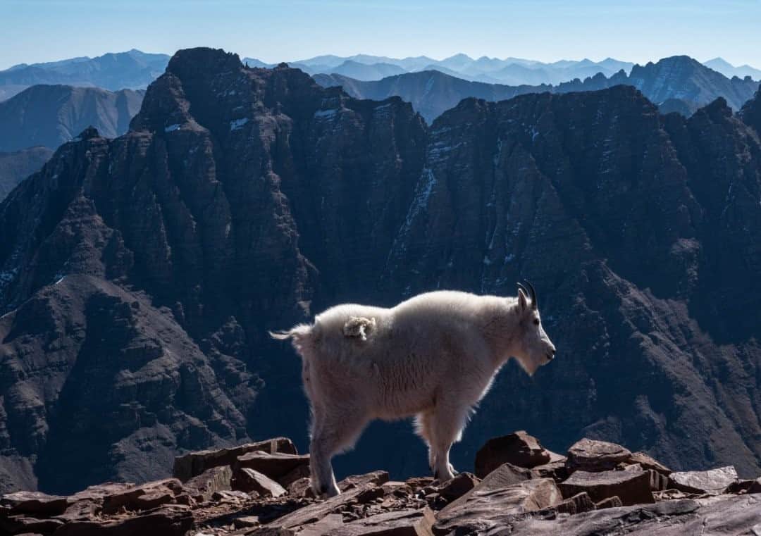 ナショナルジオグラフィックさんのインスタグラム写真 - (ナショナルジオグラフィックInstagram)「Photo by Pete McBride @pedromcbride / On a recent 6,000- foot (1,800m) climb, I encountered an old friend, a mountain goat that resides around 14,000 feet (4,200m) atop a peak in Colorado. Mountain goats can jump almost 12 feet (4m), and they're more closely related to antelopes than actual goats. These sure-footed creatures love salt and will travel miles to enjoy a natural salt deposit. Some will even follow hikers to lick salt from the urine they leave behind. For more mountain life, follow @pedromcbride. #mountaingoat #wildlife #mountains #nature #petemcbride」11月15日 16時39分 - natgeo