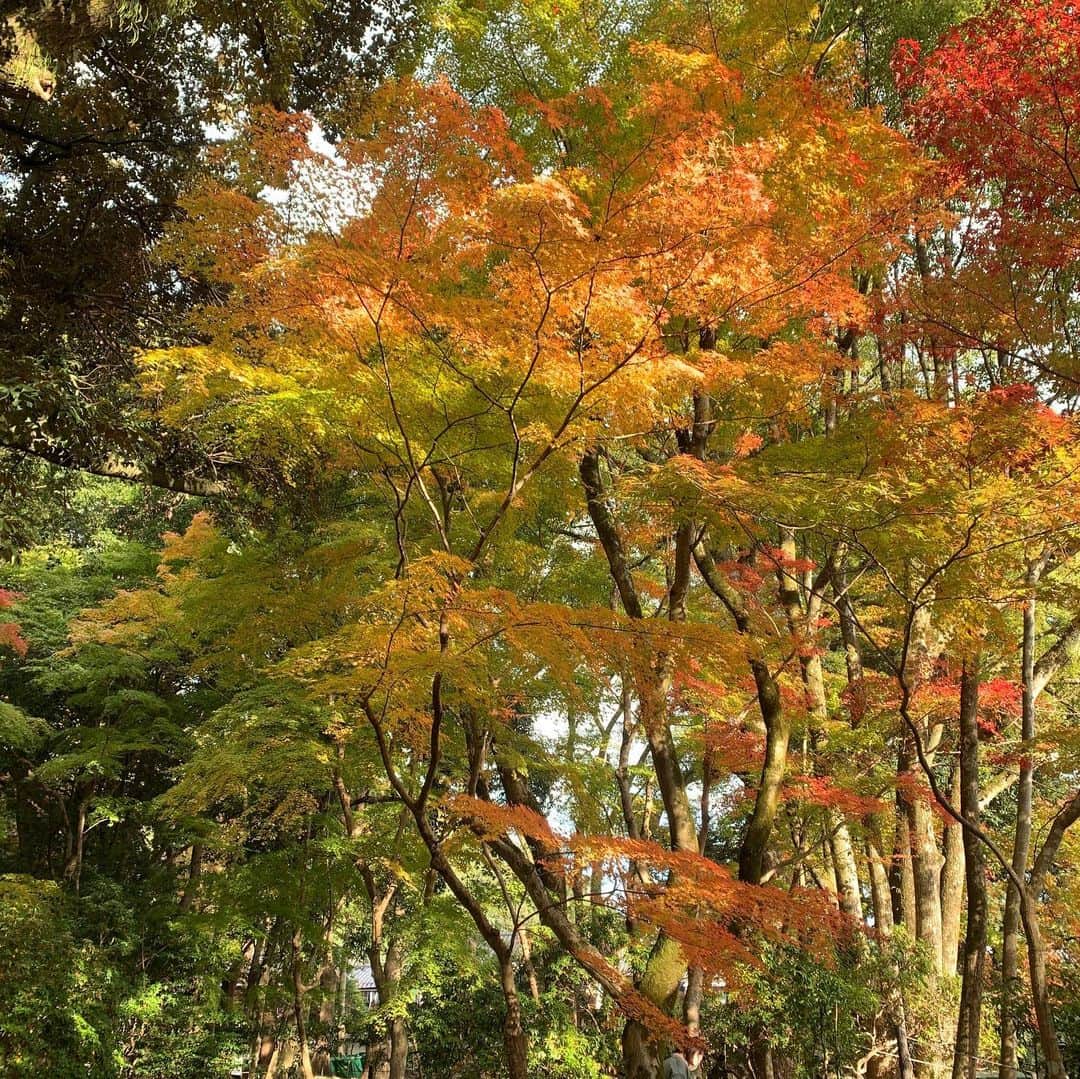 河島あみるさんのインスタグラム写真 - (河島あみるInstagram)「神社好き天夢とちちとで やまちゃんの庭。。。いや上賀茂神社を散歩しました😝 今年の紅葉🍁最高に綺麗ですよね！！ かわいい白馬もいました。  #上賀茂神社#紅葉スポット  #京都紅葉#京都散歩 #白馬 #一粒万倍日 #神社参拝 #紅葉2020#kyotolife」11月15日 17時13分 - amiru_kawashima