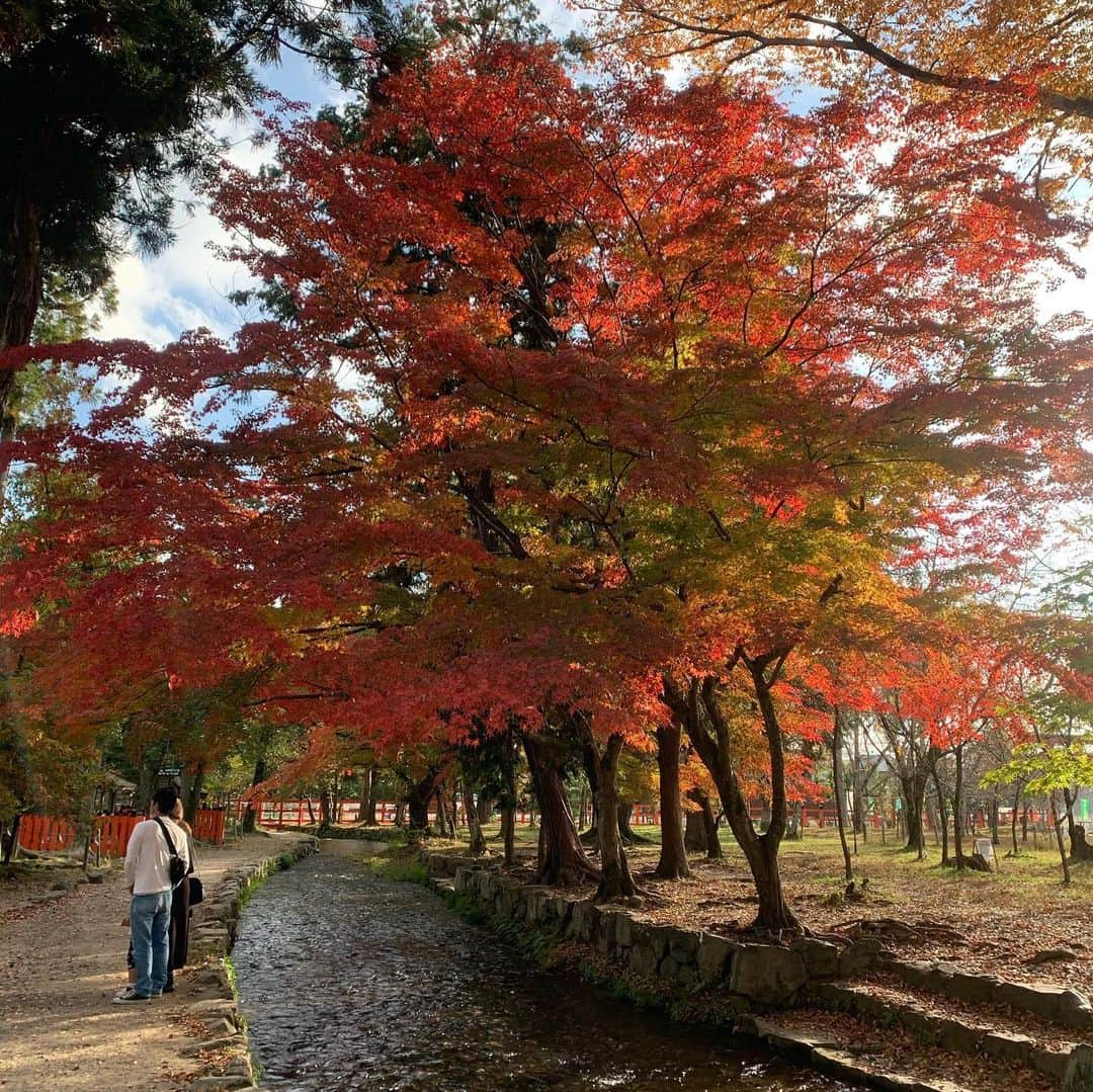 河島あみるさんのインスタグラム写真 - (河島あみるInstagram)「神社好き天夢とちちとで やまちゃんの庭。。。いや上賀茂神社を散歩しました😝 今年の紅葉🍁最高に綺麗ですよね！！ かわいい白馬もいました。  #上賀茂神社#紅葉スポット  #京都紅葉#京都散歩 #白馬 #一粒万倍日 #神社参拝 #紅葉2020#kyotolife」11月15日 17時13分 - amiru_kawashima