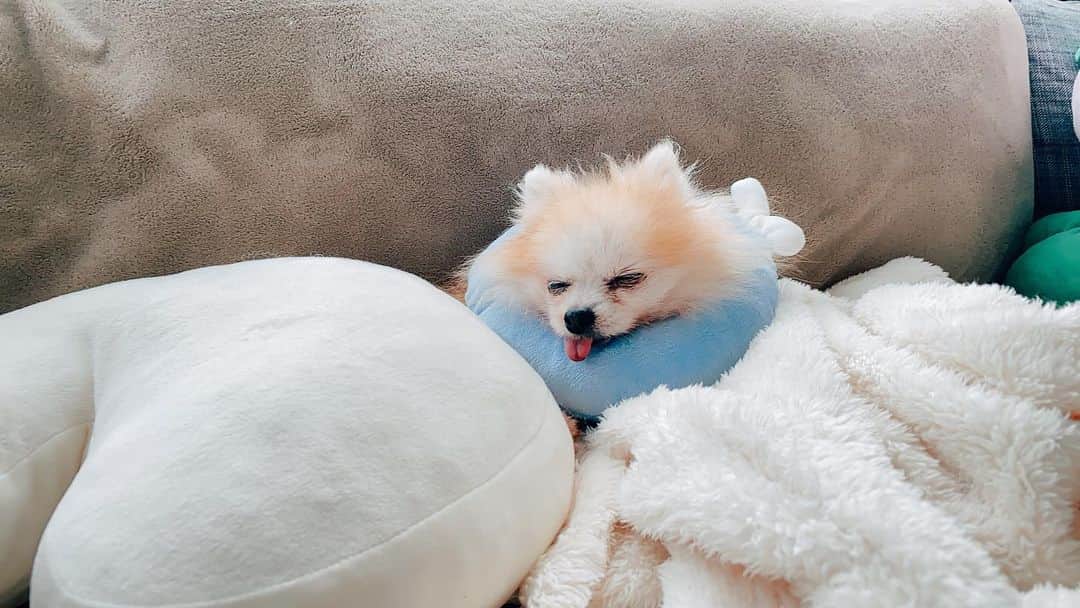 r_oseのインスタグラム：「Sleeping too much caused those eye stains🐰〰️」