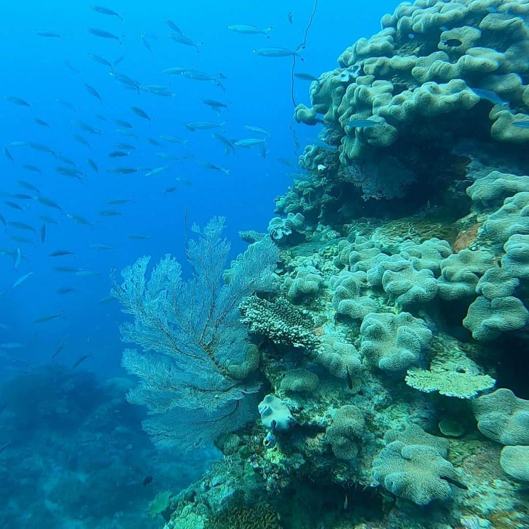 広瀬ななのインスタグラム：「Ocean has his own secrets inside it. ・ 海の中は宇宙みたいで、 知らない世界を覗き見てる気分になる。 ・ たくさんの生物の家でありエサであるサンゴ礁。 強い海流や高波を和らげ、海岸まで守ってるグレートバリアリーフは美しかった🤤 そしてサメは緊張した。 I learnt that sharks are not always threat to humans🦈🖋 ・ #グレートバリアリーフ #水中写真 #greatbarrierreef  #ダイビング #シュノーケリング #旅日記 #旅の思い出 #exploreaustralia  #travelQLD」