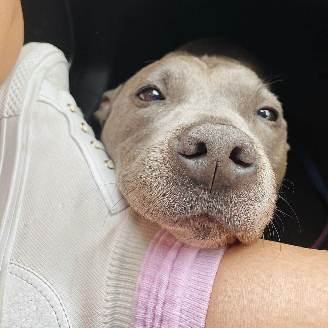 DARREN&PHILLIPさんのインスタグラム写真 - (DARREN&PHILLIPInstagram)「Dis my sleepie car face. De car is one of my favourite places on dis planet to relax. No place trumps de car. No bed. No floofy bean bag, MAYBE mums lap. MAYBE. What I love about de car is it is a wonderful vessel for delivering parks, balls, ice creams, McNuggets, etc. I go to sleep when I get in, gently rocked by de driving, and when I wake up I am in a magical place full of my favourite fings. De car, dere is simply nothing better 🚗🐶 what does ur doggy fink about de car?  Dazzle」11月15日 17時39分 - the_blueboys