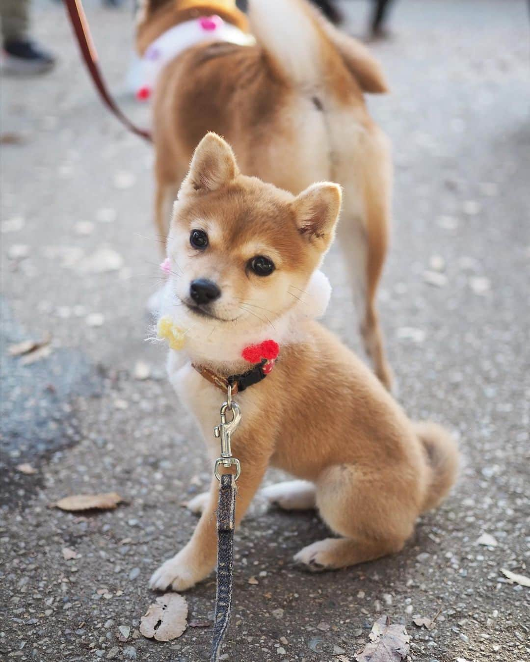 豆柴にこちゃんさんのインスタグラム写真 - (豆柴にこちゃんInstagram)「🐶 吉祥寺散歩。  今日はたまをがっつり歩かせてみたら、 ぴょこたんぴょこたんって走る走る‼️🤣 チョロQみたいでした🚗  ちっこくて物珍しいから たくさんの人が声をかけてくれて、 にこたま大喜び😊 かわいい女の子も遊んでくれたよ❣️  にこは車のトラウマ克服のため、 リハビリを兼ねての短距離ドライブでした。  行き帰りともやはり尻尾は下がっちゃって 本調子ではなかったけど、 震えはなく帰りはぐっすり寝てたので 徐々に慣れていこうね  おそろの　#ぽっちゃんマフラー は、 道行く人にかわいい💕って言ってもらえて どこで買えるの？！って聞かれたりも😊  #柴犬#豆柴#pecoいぬ部#犬#shibastagram#petstagram#犬#犬のいる暮らし#shibainu#dog#mameshiba#pecotv#いぬのきもち部#しばいぬ#しばけん#こいぬ#シバイヌ#狗#ペット#子犬#puppy#pet#시바견#강아지#개#instacute#barked#9gag#9gagpets」11月15日 17時43分 - nikochan.mame48