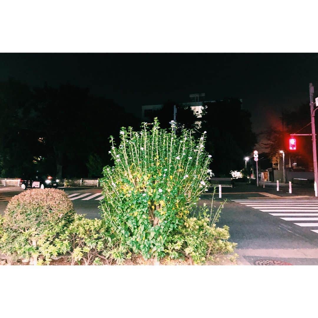 雪浦聖子さんのインスタグラム写真 - (雪浦聖子Instagram)「なんだか高校生の夏休みの夜みたいな景色。 コンビニの明かりってもはやノスタルジック。」11月15日 17時50分 - sneeuw_y