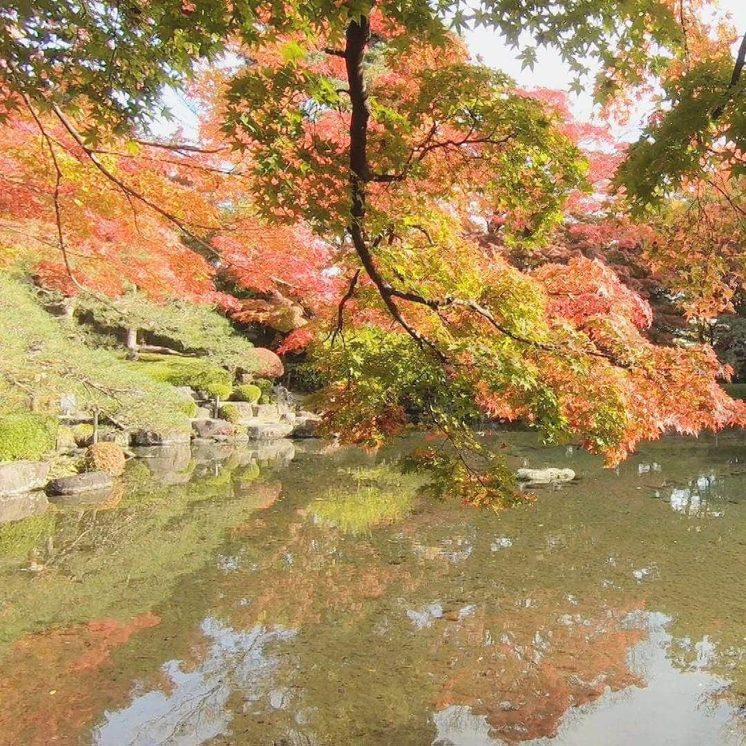 木村カレンさんのインスタグラム写真 - (木村カレンInstagram)「🍁 あっという間に終わっちゃう秋とあっという間終わっちゃう週末。 . . 水面に映る紅葉すばらしい！ . . #朝ごはん食べながら昼なに食べようか考える #昼ごはん食べながら夜なに食べようか考える #週末の過ごし方 . . #秋 #紅葉 #もみじ公園 #山形市 #山形」11月15日 17時52分 - karen_kimura__