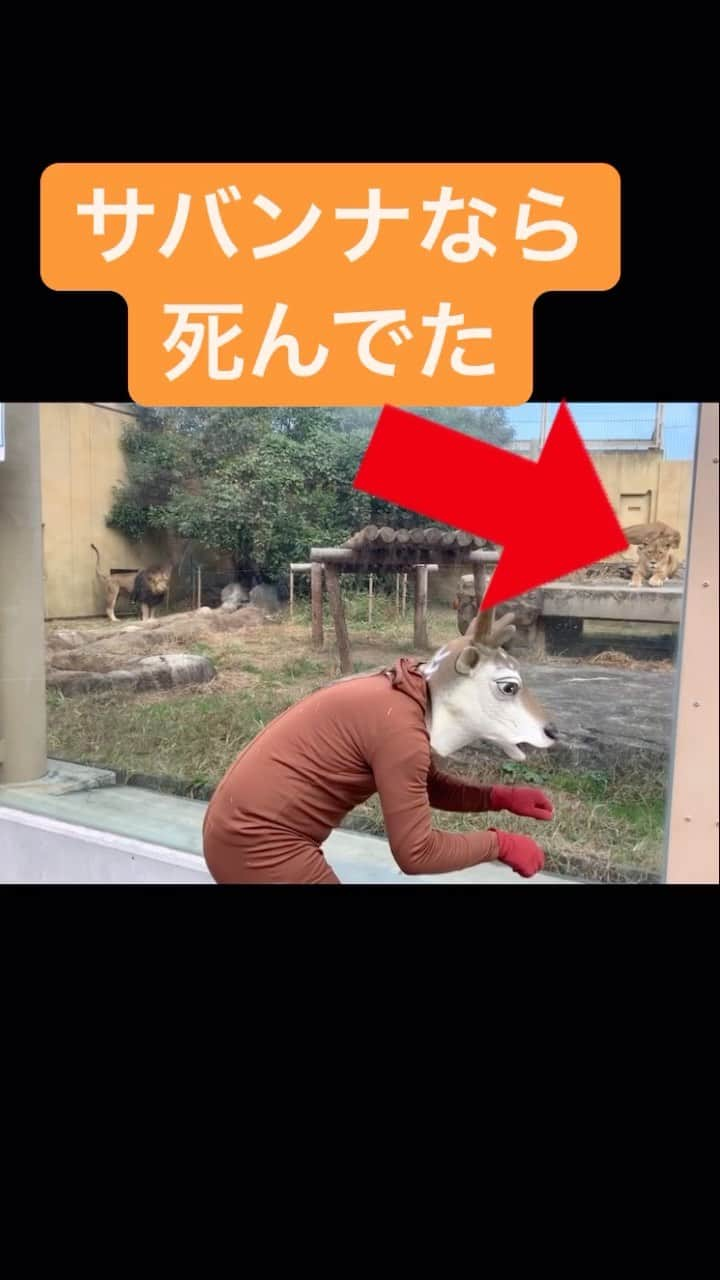 藤田裕樹のインスタグラム：「ほんまにガラスがあって良かった🦁🦌  #バンビーノ  #サバンナの日常　 #弱肉強食  #このライオンずっと寝てたのに　 #鹿が来た途端起きた　 #死ぬかと思った　 #走馬灯　 #よしもとリール王決定戦  #奇跡の瞬間　 #最後ライオンも歌ってるみたいな感じなってる　 #伝わってほしい　 #WANDS  #世界が終わるまで」