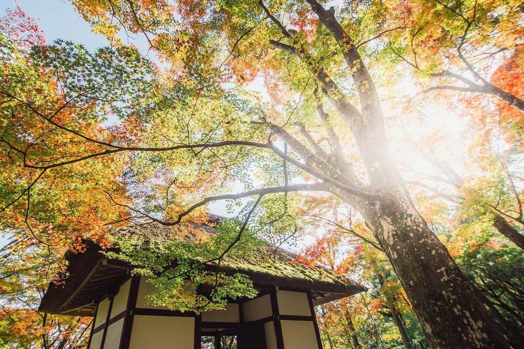 Sonoda COO Yukiyaのインスタグラム：「秋の京都 Autumn Kyoto  #Kyoto #autumn」