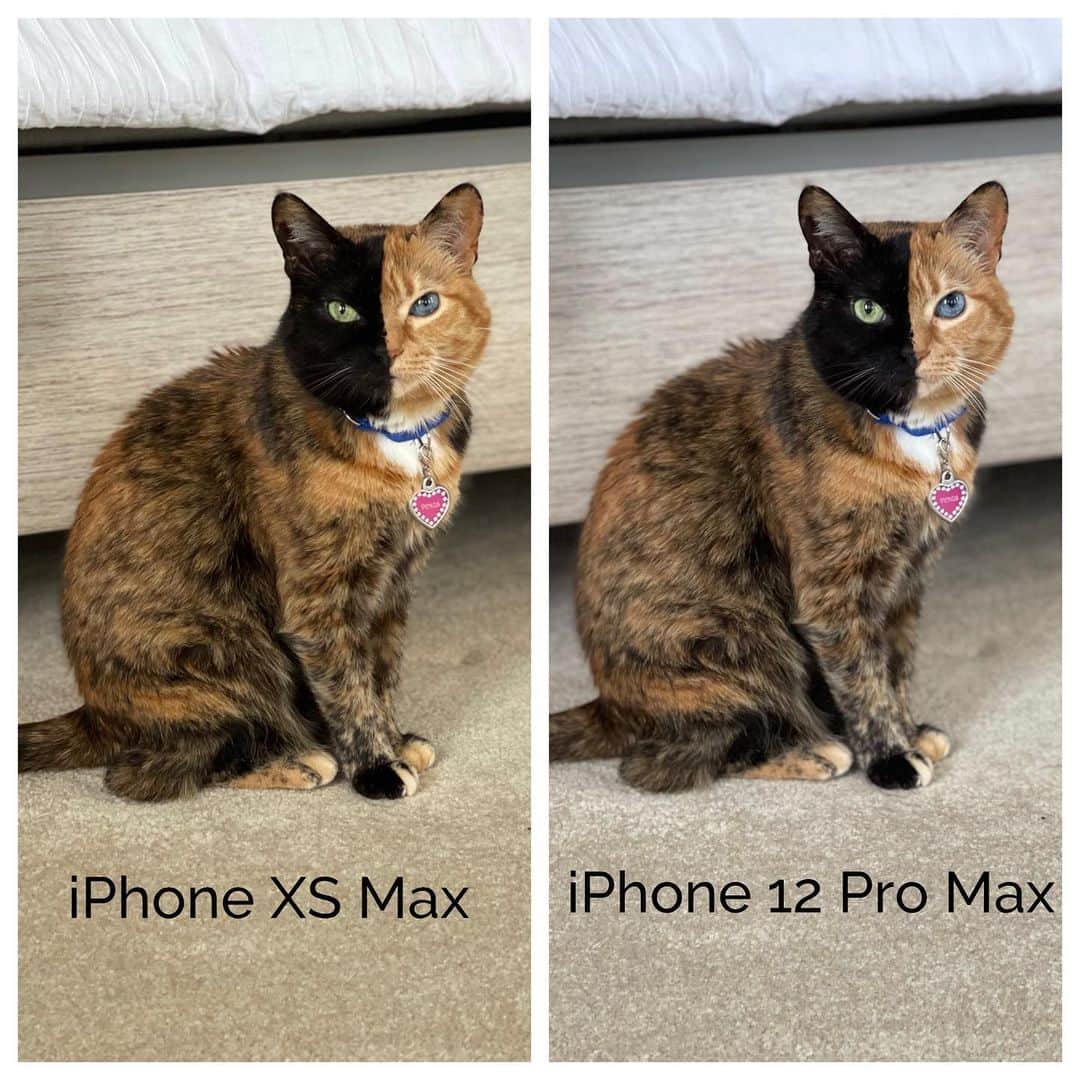 Venus Cat のインスタグラム：「Choose a side, left or right? 😺 After 2 years & lots of quirky phone issues, Mom finally upgraded since the 12 Pro Max came out Friday.  No color adjusting or editing was done and these were taken side by side at the exact same time. It’s dark & gloomy outside so this was also in a low light area which was a HUGE improvement/selling point of the 12.  People see and are drawn to different details when it comes to photography. Some pay more attention to clarity, some are drawn to the color tone/temp, sharpness, etc. Which photo do you like better and why? 📷 📱  #iphone12promax #shotoniphone #iphonexsmax #comparison #apple」