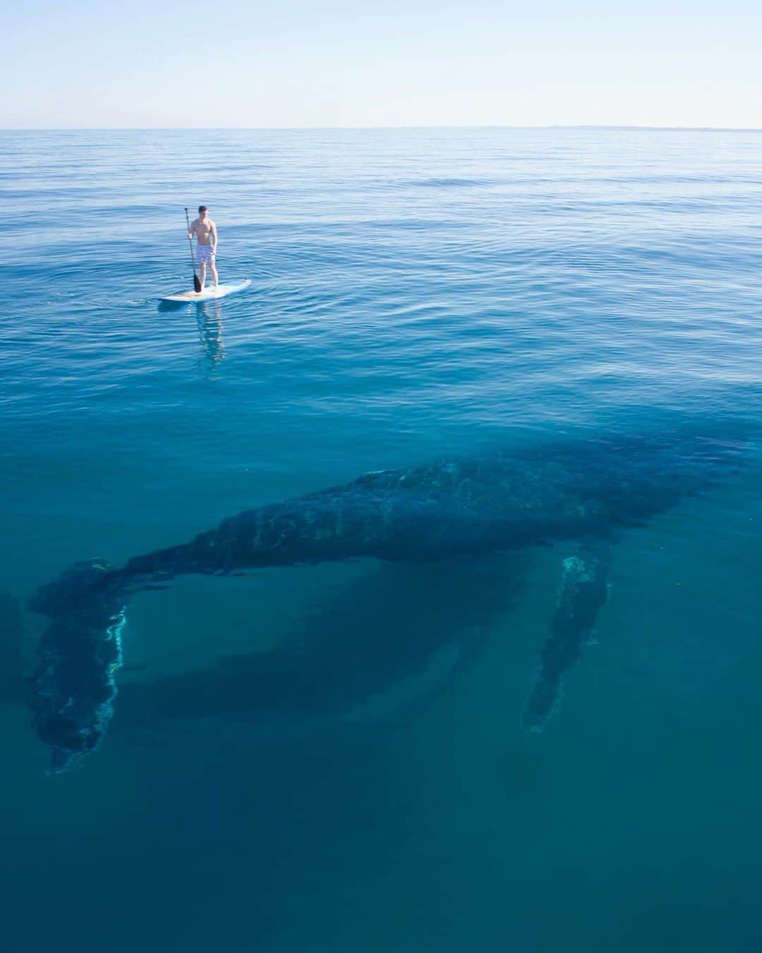 Australiaさんのインスタグラム写真 - (AustraliaInstagram)「What did the #humpback whales say to the human? SUP! 😂 This incredible image, captured earlier in the year by @jaxonark, was way too good not to throwback to, because seriously, how often does one get to float alongside a pair of these gentle giants in the ocean?! 🐋 This absolutely magical moment was captured off the coast of @visitfraserisland in @queensland, a World Heritage-listed destination that also boasts the rather impressive title of the largest sand island in the world. Though an experience like this might be one in a million, you're 100% guaranteed to find dreamy island vibes and amazing scenery here! 🌞 #seeaustralia #thisisqueensland #fraserisland #holidayherethisyear」11月16日 4時00分 - australia