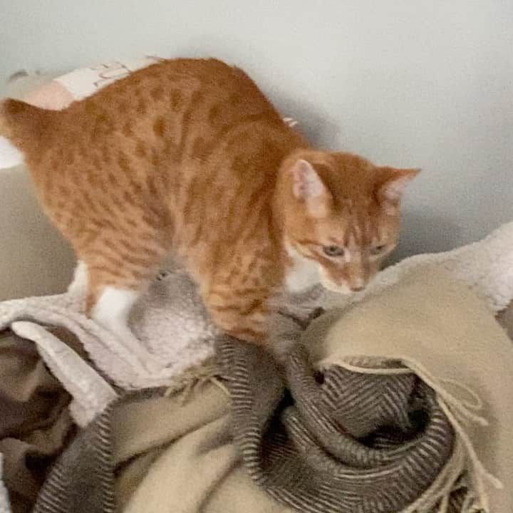 City the Kittyのインスタグラム：「Sunday happy dance. 🐾😺 Hope you are having a good one and are well. ❤️❤️☀️  #cat #cats #catvideos #catvideo #catoftheday #veterinarian #stopdeclawing」
