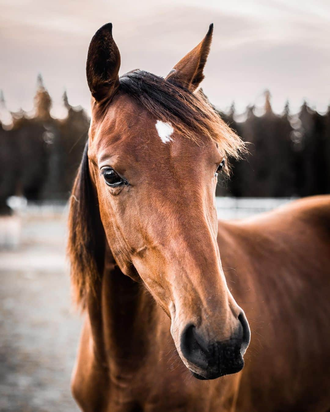 FASHIONFORALL❤️のインスタグラム：「"When riding a horse, we borrow freedom" - Helen Thomson This week I got back on a horse for the first time in about 10 years, and it was absolutely amazing. Now I’m seriously considering getting back into it🐴」