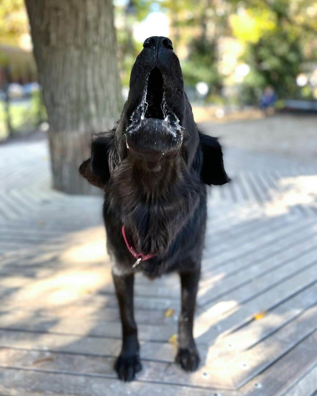 The Dogistさんのインスタグラム写真 - (The DogistInstagram)「Maggie, Labrador Retriever/Boykin Spaniel mix (2 y/o), Washington Square Park, New York, NY • “In any location where she’s seen a rat or squirrel her apex predator mode turns on.”」11月16日 5時08分 - thedogist