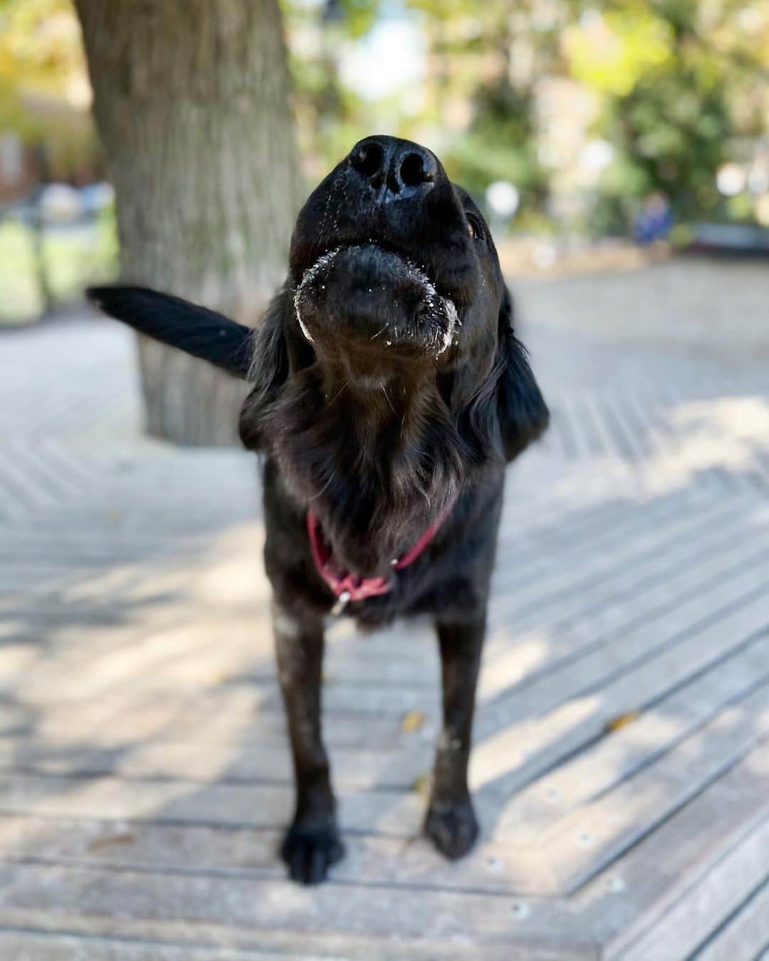 The Dogistさんのインスタグラム写真 - (The DogistInstagram)「Maggie, Labrador Retriever/Boykin Spaniel mix (2 y/o), Washington Square Park, New York, NY • “In any location where she’s seen a rat or squirrel her apex predator mode turns on.”」11月16日 5時08分 - thedogist