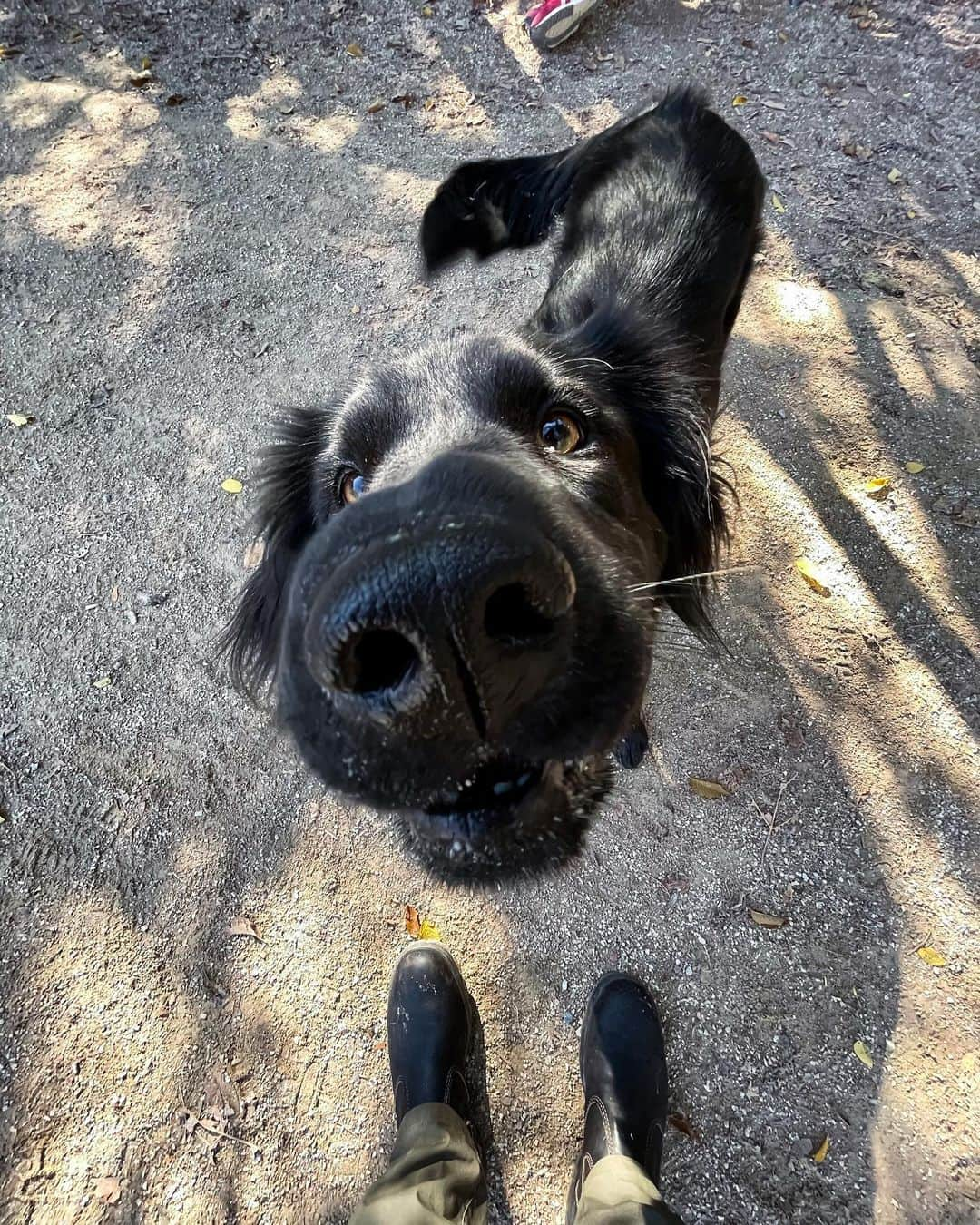 The Dogistさんのインスタグラム写真 - (The DogistInstagram)「Maggie, Labrador Retriever/Boykin Spaniel mix (2 y/o), Washington Square Park, New York, NY • “In any location where she’s seen a rat or squirrel her apex predator mode turns on.”」11月16日 5時08分 - thedogist