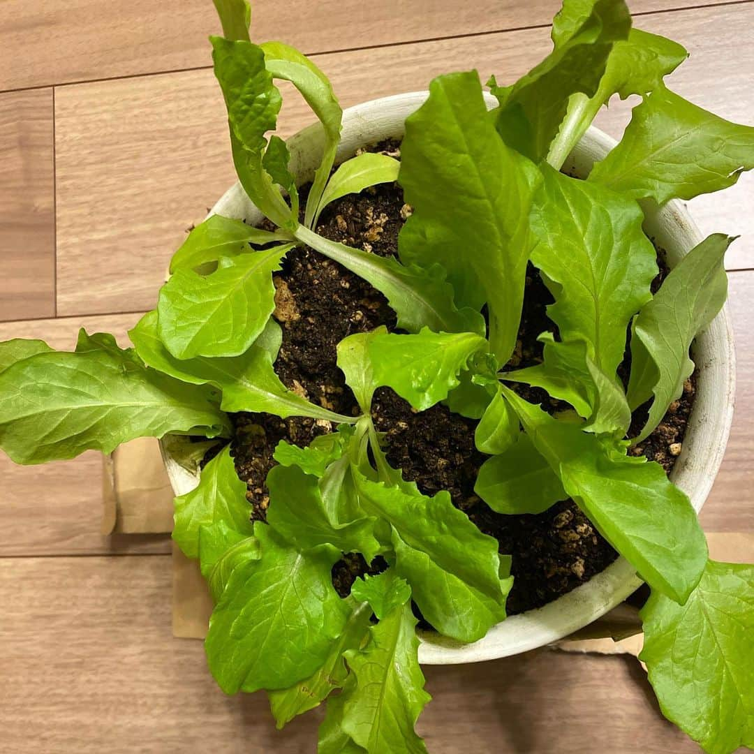 佐藤彩さんのインスタグラム写真 - (佐藤彩Instagram)「我が家に新しい植物がやってきました🥬  ベランダ菜園の方はもう終焉を迎えるかな… という近頃の天候…⛄️  そんななか、 「室内でも育ててみる？」 と、父からのプレゼント🎁  若いサンチュは柔らかくてまた美味しい☺️  こういうの、自分ではできないけれど。 このまま持っていけばいい状態まで作ってくれた父に感謝✨  #室内栽培 #サンチュ #野菜 #🥬 #新入り #けっこう育つの早い #もぐもぐ #調子に乗って食べてたら葉っぱがだいぶなくなってきた #また増えるかちょっと不安 #父に感謝 #ありがとう #美味しくいただきました  #HBC #北海道放送 #アナウンサー #佐藤彩」11月15日 20時17分 - hbc_ayasato