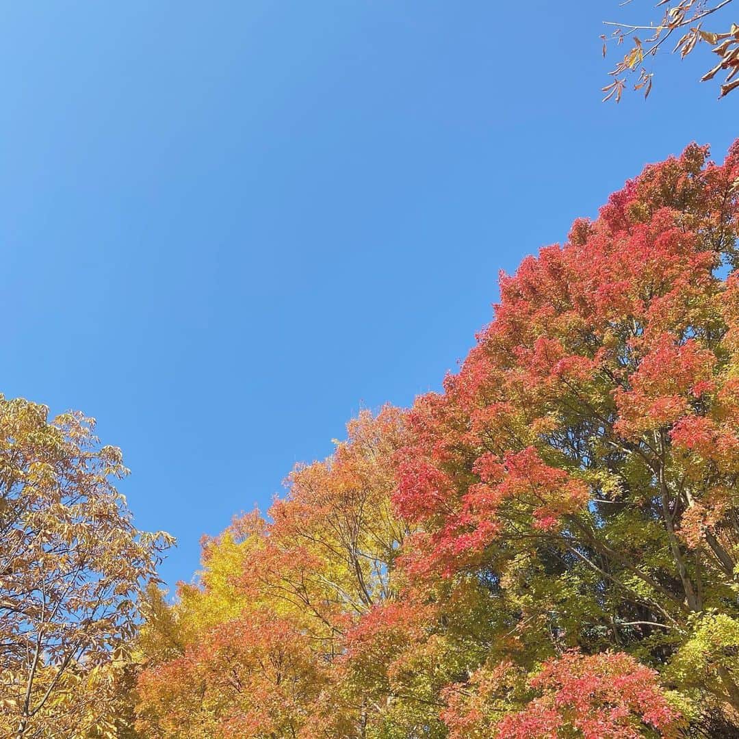 虹香のインスタグラム：「︎︎︎︎︎☺︎﻿ #紅葉 🍁﻿ ﻿ 朝のお散歩中に撮った！ めちゃめちゃ綺麗、、 幸せな気持ちなる〜〜」