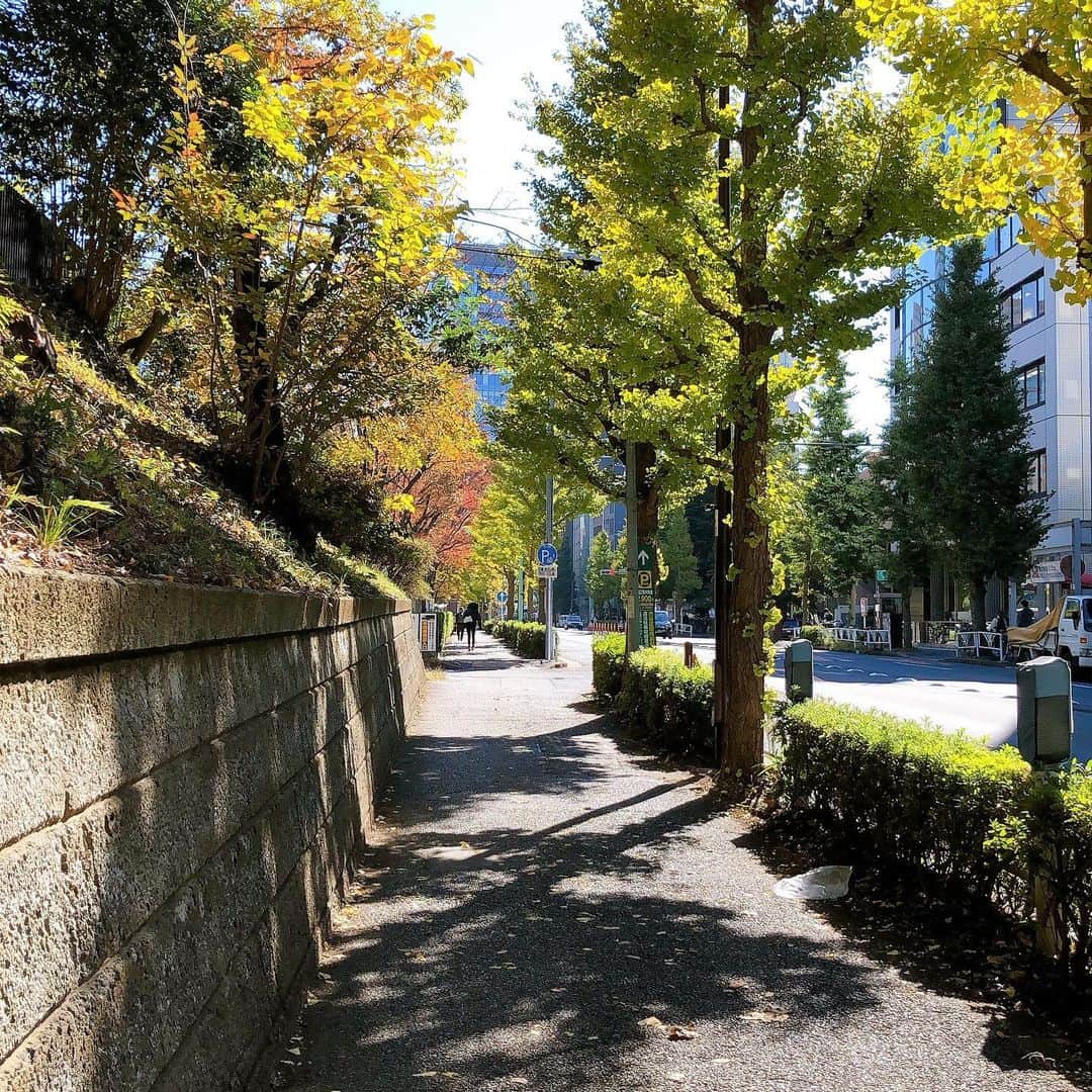 上杉洋史のインスタグラム：「Autumn leaves last week. #autumnleaves #lastweek #shibuya」