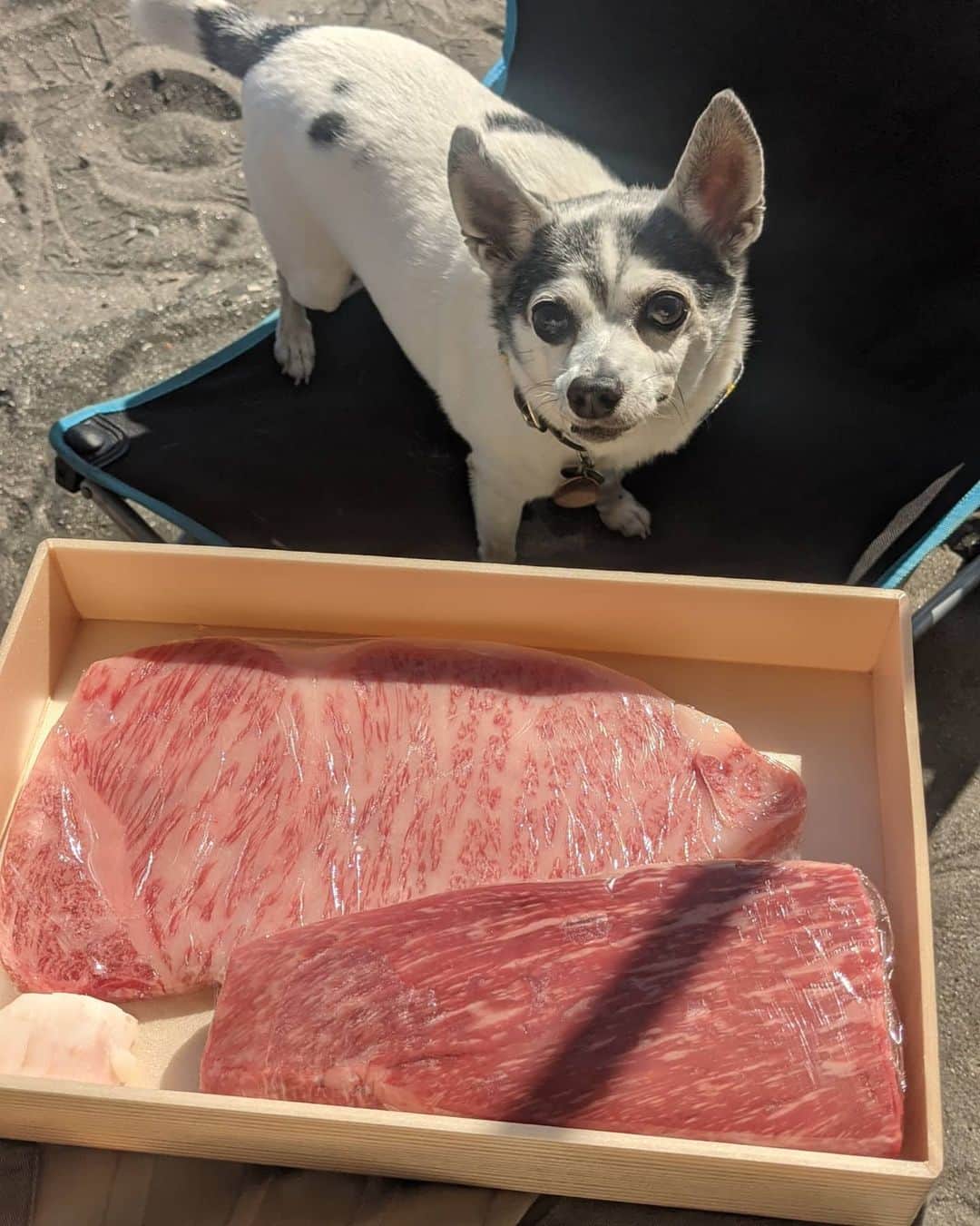 芳美リンさんのインスタグラム写真 - (芳美リンInstagram)「ビーチキャンプ❤🌊﻿ ﻿ 淡路牛をいただいたのでなんとも贅沢なBBQ！﻿ ﻿ もも肉の塊はローストビーフに。﻿ ステーキはシンプルに炭火焼きに！﻿ ﻿ 11月18日まで、﻿ 生産する畜産農家さんを支援しているクラウドファンディングを実施しているそうなのでわぜひアカウントチェックしてみてください！﻿ ﻿ @awajibeef ﻿ 淡路牛のお供に先日伊豆で購入したワサビを擦りました😀﻿ 名前入のＭｙ鮫皮おろしで丁寧に♫﻿ ﻿ お肉に合わせて、﻿ ビアガチャでGETしたクラフトビール、﻿ から、2本をセレクト。﻿ 肉×ビール❤﻿ ﻿ ﻿ ﻿ @awajibeef #淡路牛#淡路ビーフ﻿ @kurand_info #クラフトビール#ビアガチャ﻿ @wasabi_grater #伊豆わさび﻿ #ビーチキャンプ#ビーチBBQ#湘南SUPガール﻿ #肉食女子#ビール女子﻿ ﻿#こだわりの時間 ﻿」11月15日 20時33分 - lynn.lynn5