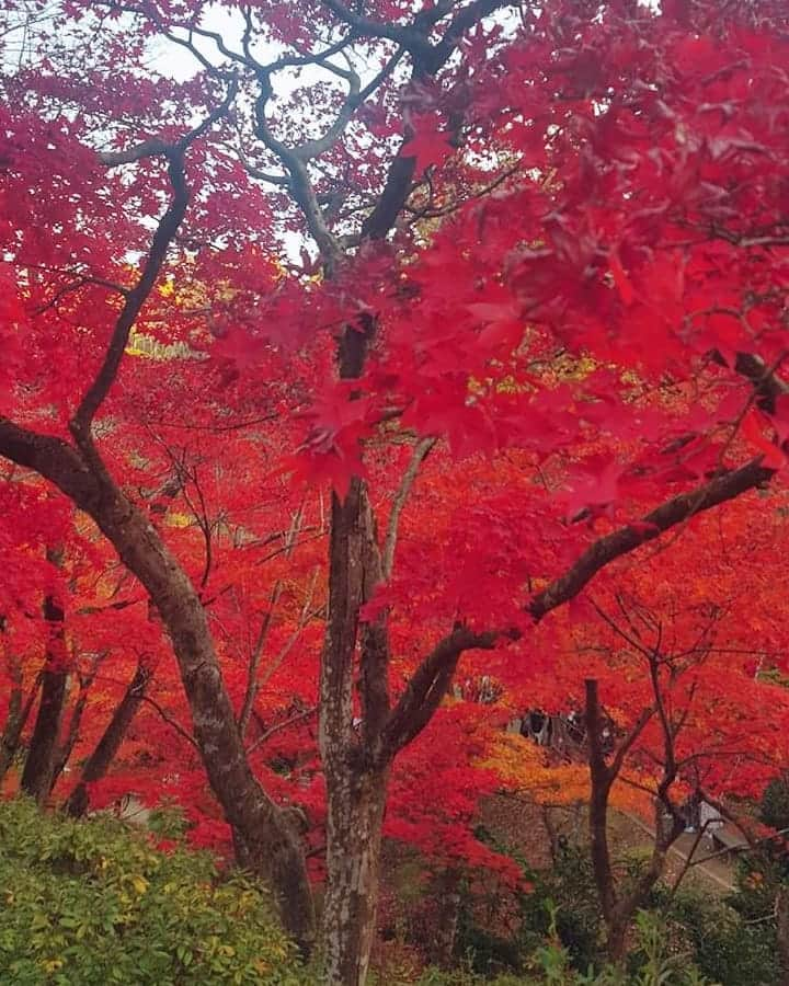 石塚かおりさんのインスタグラム写真 - (石塚かおりInstagram)「#弥彦#もみじ谷#紅葉  冬が来る前に 秋を感じておきたい。  と思って弥彦に。  考えることはみな同じ（笑）  ロープウェイ、ツリーパフェは あきらめました(^_^;  また行きたいな。  #新潟#パワースポット  #弥彦神社 #温泉#ロープウェイ#パフェ 寒いから#おでん 寒くても#ところてん  すっかり冬の#コート 次に行くまで #そらなび#DVDBook で #ドローン#VR  #新潟愛#新潟放送 #アナウンサー #石塚かおり」11月15日 20時45分 - kaori_ishizuka413