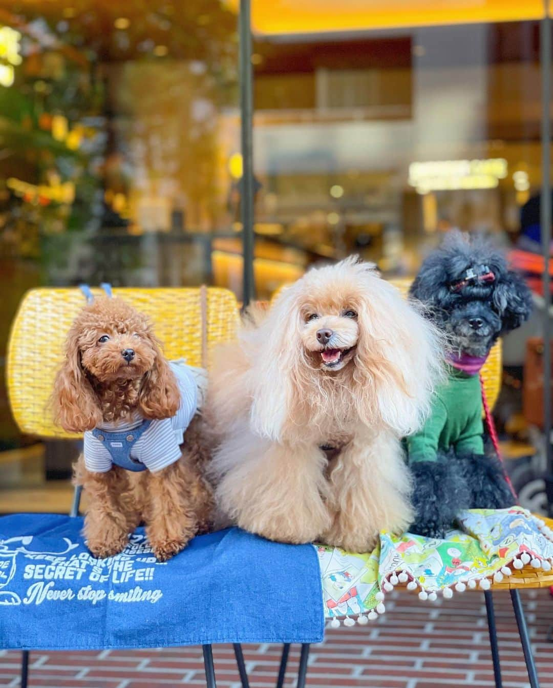 Toypoodle Mikuru?Asakusa Tokyoさんのインスタグラム写真 - (Toypoodle Mikuru?Asakusa TokyoInstagram)「20201114 Saturday. トリミングが終わってから、インプレストカフェ @imprest_aneacafe_hatchobori でお友達とlunchしました💖 . りーちゃん初めまして💞 やっと会えたね🥰 . 飼主はビール🍻で乾杯 わんこたちはササミ食べて満足そうでした❤️ . lunchの後は、銀座でお散歩😄 銀座デビューのりーちゃん😍 みくるが初めて銀座でお散歩したのを思い出したました😌 神戸からやってきて、暫くの間はシッポが下がったままションボリみくるでしたが、今ではそんな事が嘘のような頑固者に🥲 なんとかならんかのぉ🥺 . #インプレストカフェ #八丁堀 #銀座」11月15日 20時58分 - purapura299