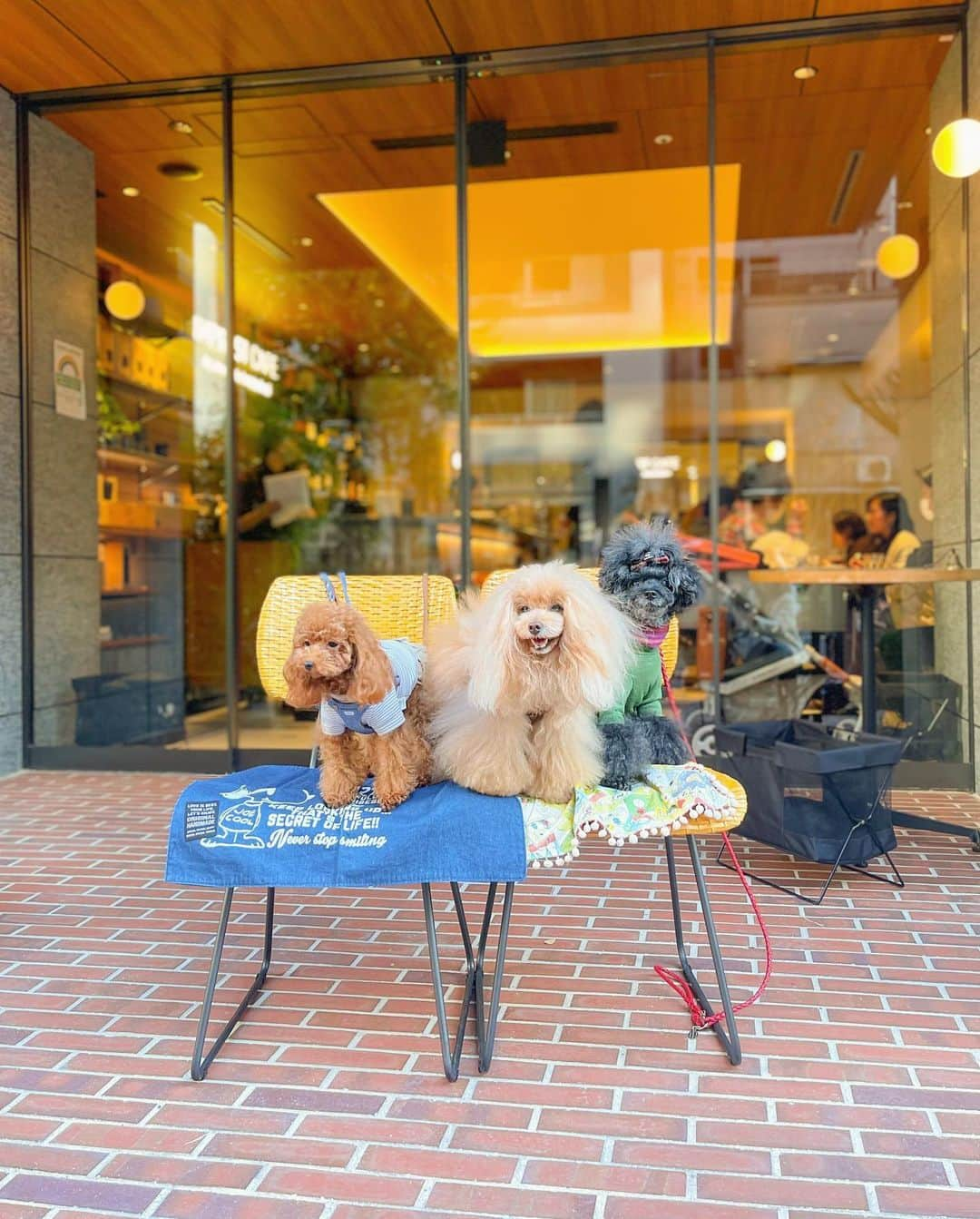 Toypoodle Mikuru?Asakusa Tokyoさんのインスタグラム写真 - (Toypoodle Mikuru?Asakusa TokyoInstagram)「20201114 Saturday. トリミングが終わってから、インプレストカフェ @imprest_aneacafe_hatchobori でお友達とlunchしました💖 . りーちゃん初めまして💞 やっと会えたね🥰 . 飼主はビール🍻で乾杯 わんこたちはササミ食べて満足そうでした❤️ . lunchの後は、銀座でお散歩😄 銀座デビューのりーちゃん😍 みくるが初めて銀座でお散歩したのを思い出したました😌 神戸からやってきて、暫くの間はシッポが下がったままションボリみくるでしたが、今ではそんな事が嘘のような頑固者に🥲 なんとかならんかのぉ🥺 . #インプレストカフェ #八丁堀 #銀座」11月15日 20時58分 - purapura299