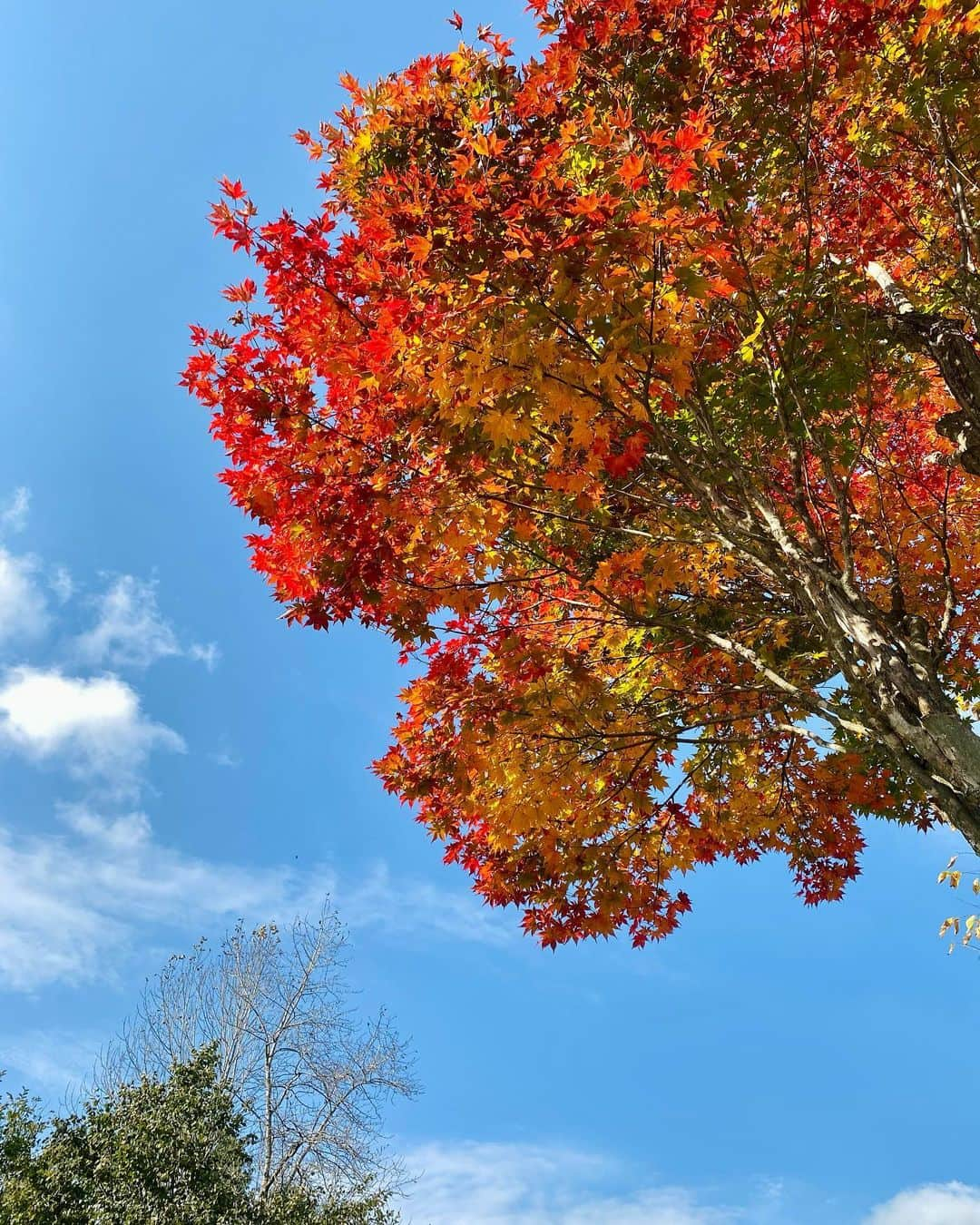 尾崎ありさのインスタグラム：「🍁  #帯広 #十勝 #中札内 #北海道 #北海道旅行 #travel #trip #traveler #hokkaido #旅行 #もみじ #写真撮ってる人と繋がりたい #紅葉 #紅葉狩り #六花の森 #秋 #autumn #autumnleaves #landscape #写真好きな人と繋がりたい #旅スタグラム #amazing #view #sky #秋 #nippon #旅 #landscapes #japan #nature #travelphotography」