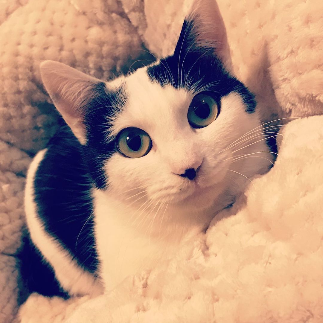 のインスタグラム：「今日も動悸がするほどかわいい... カリカリを手からあげたら少し距離が縮まった...気がする。  #cat #gato #猫 #ネコ #ねこ #ねこすたぐらむ」