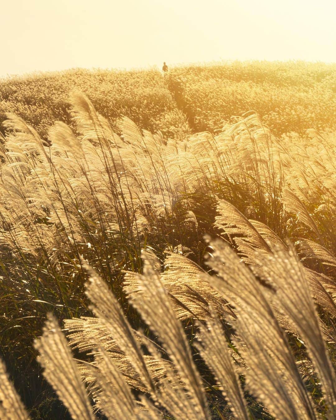 Koichiのインスタグラム：「🌾🌾🌾👤🌾🌾🌾  #Hellofrom #Wakayama #BeautifulJapan」