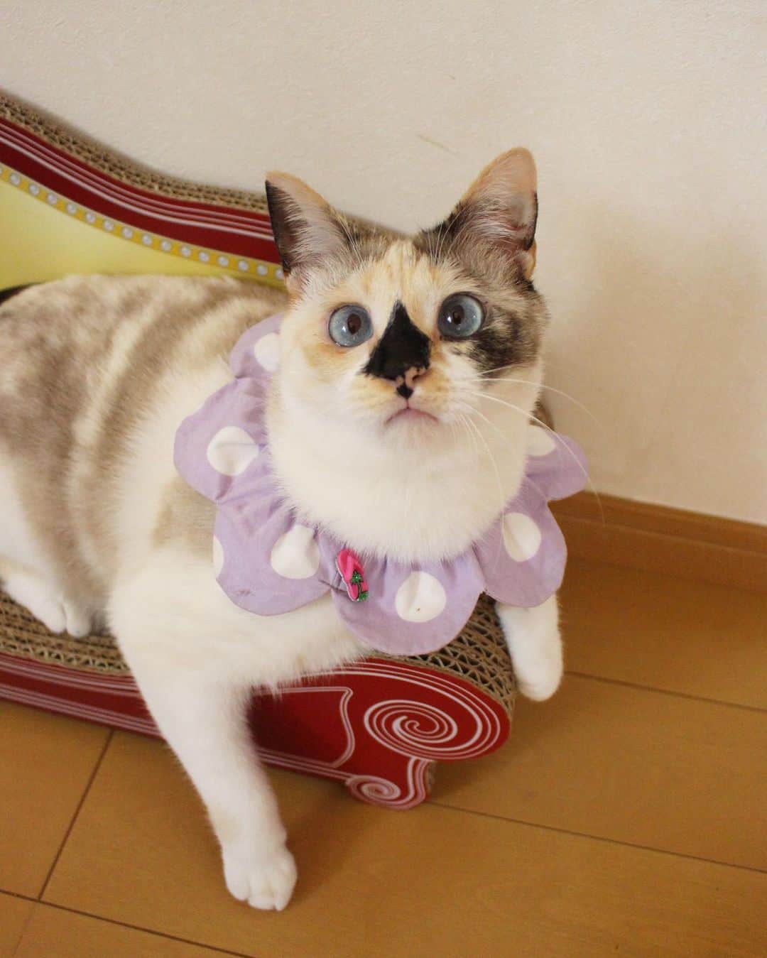 maimocotoのインスタグラム：「家族に猫たちのお世話をお願いして、　#奄美大島 に来ています🌊（ストーリーズ参照） 早速、車のキーを落としてしまうというハプニングがありましたが、 #それいゆふぁーむ に優しい方が届けてくださっていました😭 もしかしたらその方がインスタを見ているかもしれないのでお礼を伝えさせてください🙇‍♀️本当にありがとうございました。 奄美は今日27℃もあって、海もキレイで、　星が信じられないくらい輝いていて、最高です✨日本にこんな素敵な場所があること、知りませんでした🙇‍♀️ ＊ ＊ モココトチコとは監視カメラで今日も5回くらいお話ししています笑 若干うざがられているかもしれません💦 ＊ ＊ #より目のチコ #猫不足 4枚目は　#ハートロック」