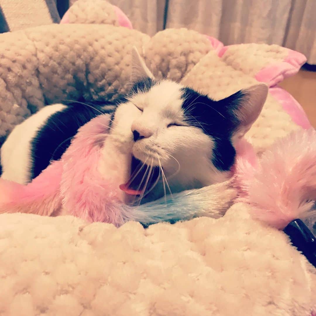 のインスタグラム：「あくび  #cat #gato #猫 #ネコ #ねこ #ねこすたぐらむ」