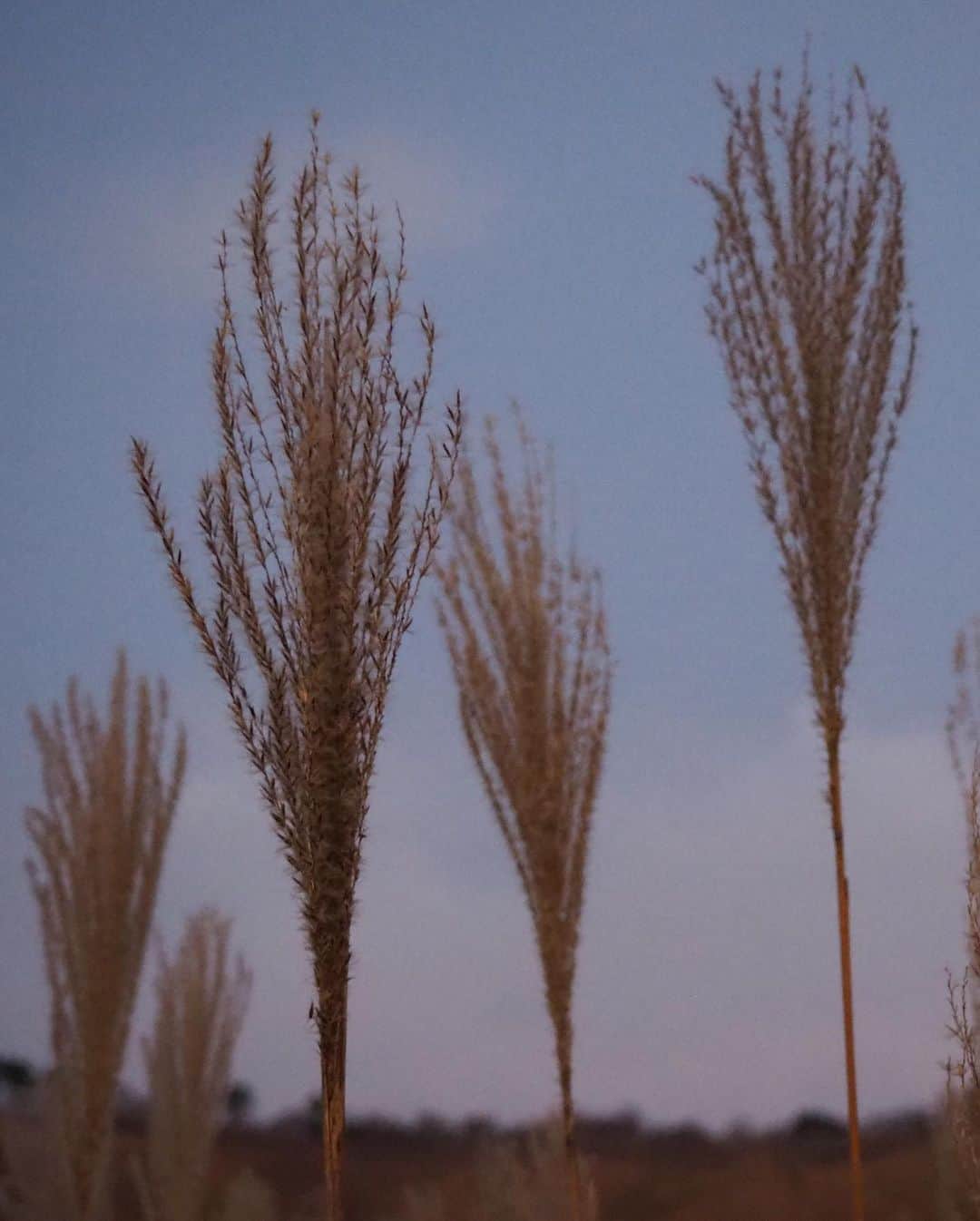 加藤るみさんのインスタグラム写真 - (加藤るみInstagram)「🍂 少しの時間でも景色がコロコロ変わって面白かった。 渋滞すごかったけど、無事日没前に着けて良かった😂 帰りは温泉♨️浸かって帰りました🥴 #奈良 #曽爾高原」11月15日 21時59分 - rumicinema
