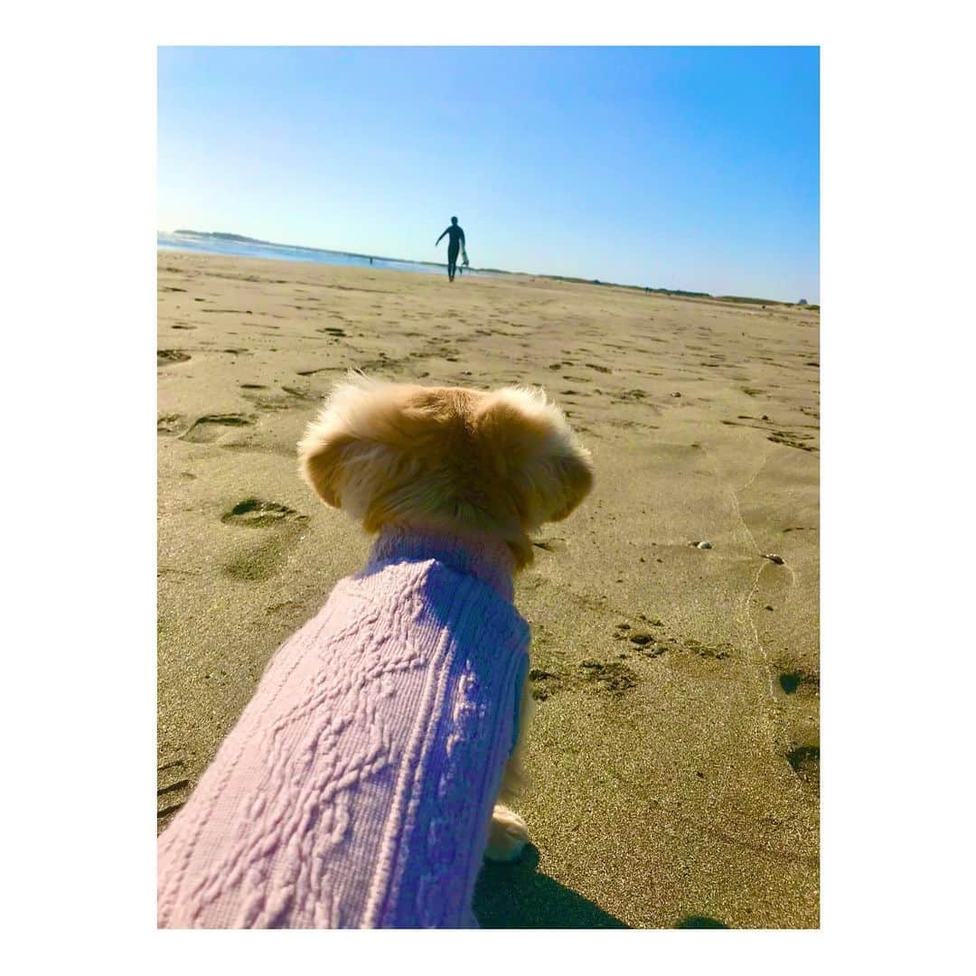 小林由未子さんのインスタグラム写真 - (小林由未子Instagram)「.  #海と犬」11月15日 21時58分 - _yumikobayashi_