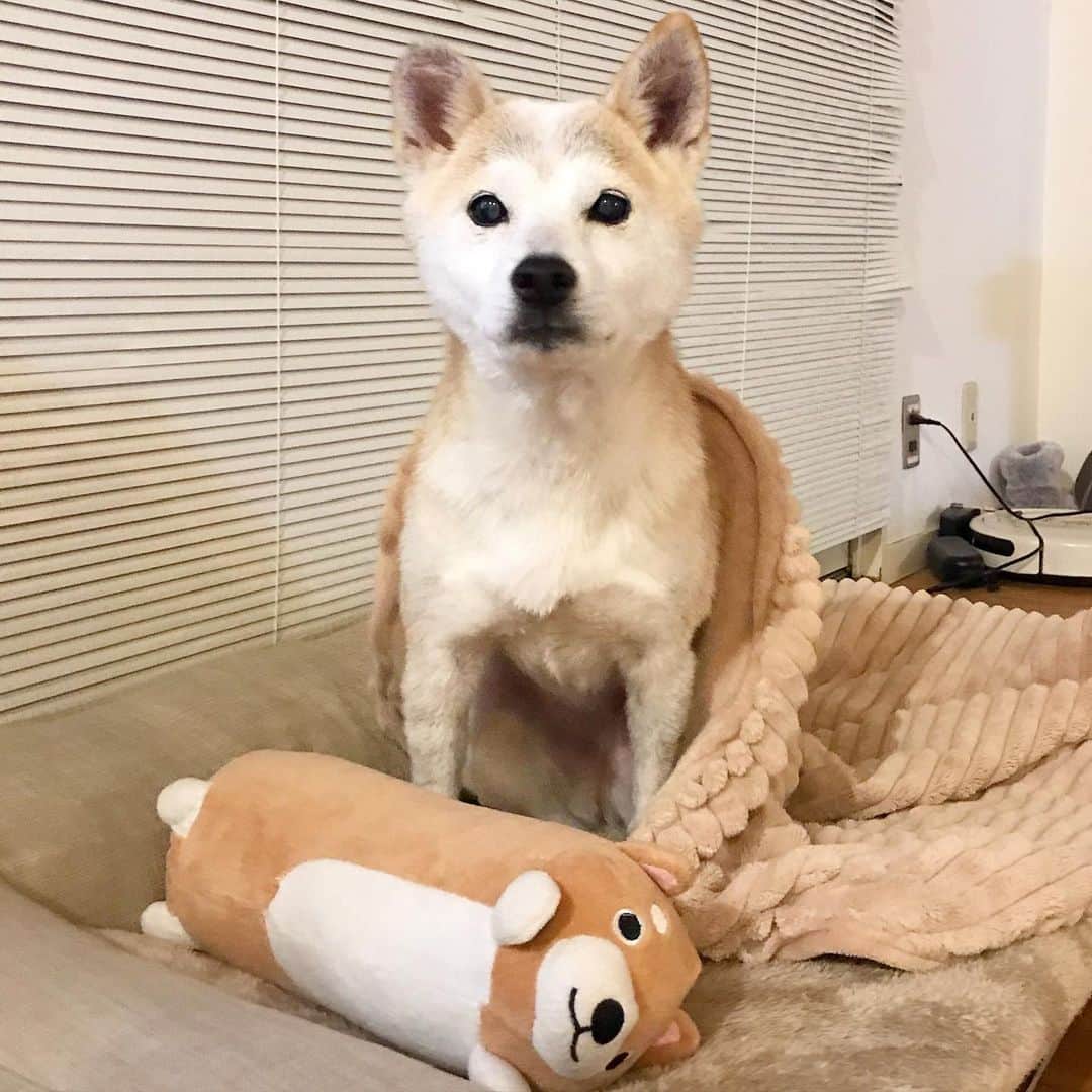 柴犬リリコのグルメインスタ