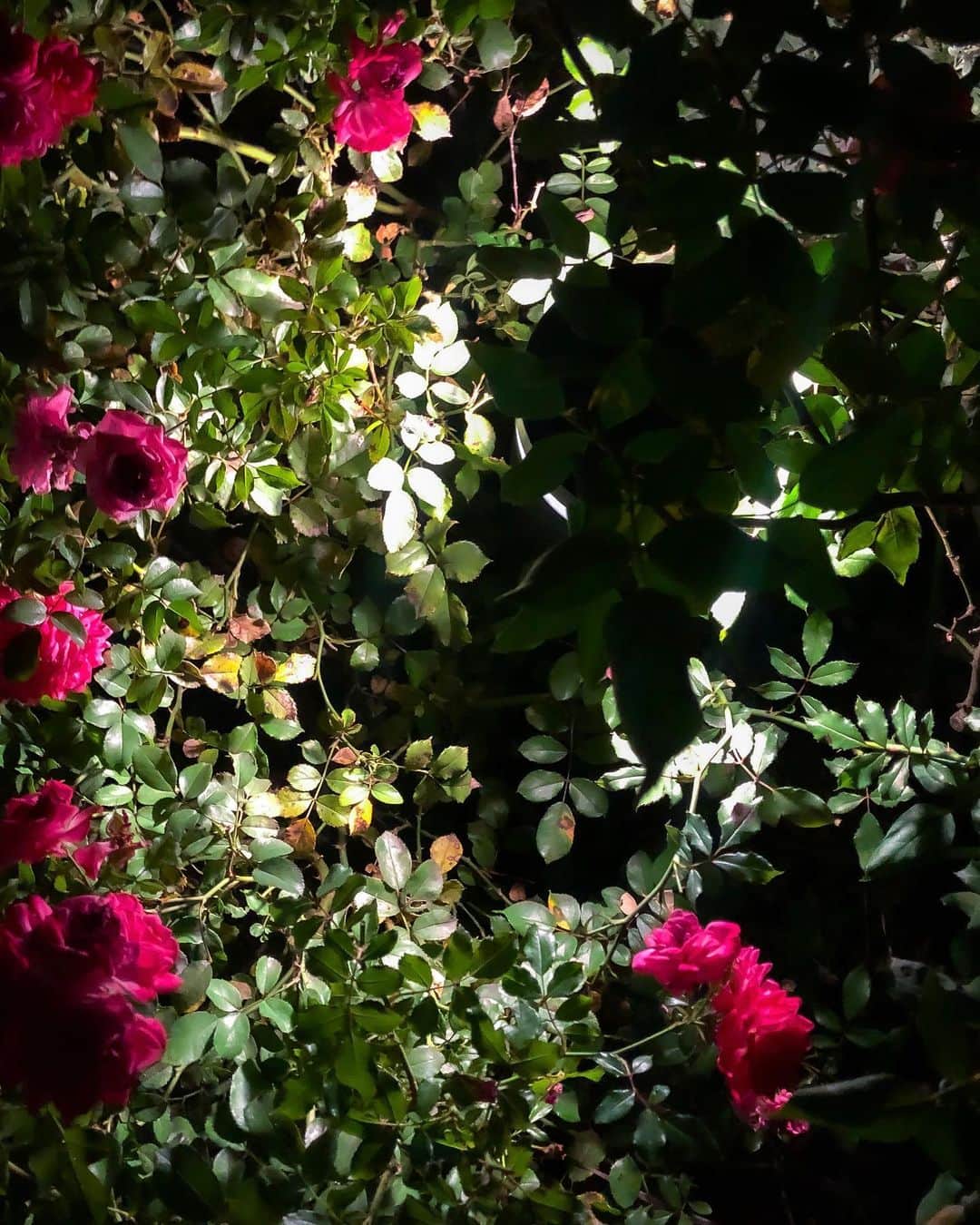 時川りおさんのインスタグラム写真 - (時川りおInstagram)「夜明けまえが1番暗い . LGBTQ＋という言葉を 使わなくて良くなる日まで ††††††††††† The darkest hour is just before the dawn🌈 ††††††††††† #pride🌈 #lgbtq🌈 #lgbtpride #transawareness #transawarenessweek #rose #flowers #夜の風景 #夜の公園　#roses #nightphotography #薔薇園」11月15日 22時21分 - riotokikawa_doll