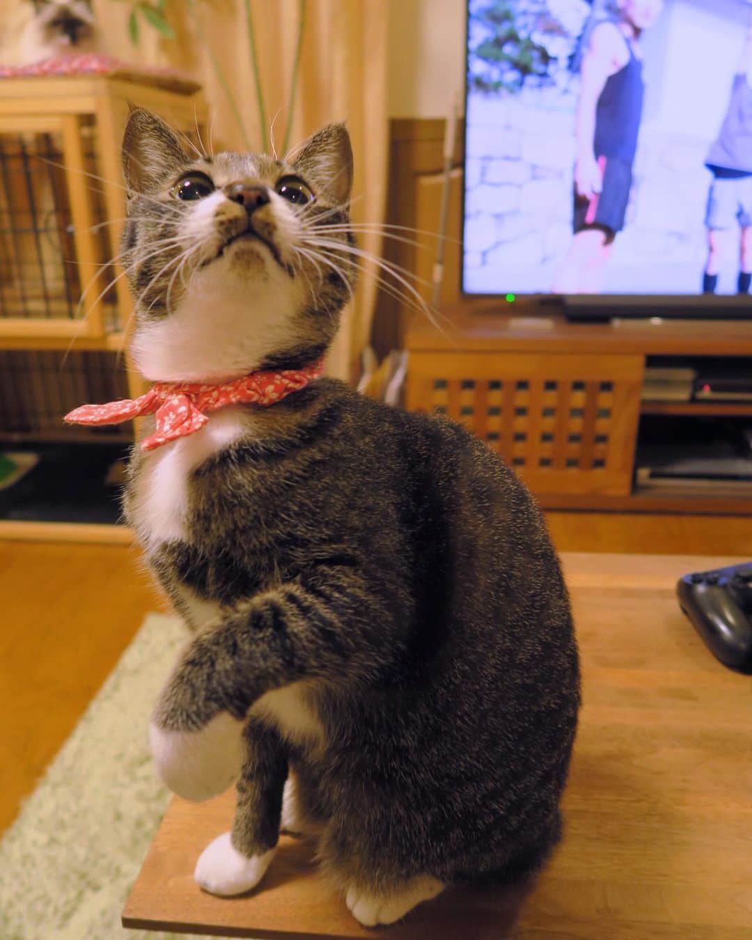 takegaeruのインスタグラム：「ワクワクてんちゃん😽 #猫 #cat #よもねこ #よもぎねこ #キジトラ #きじとら」
