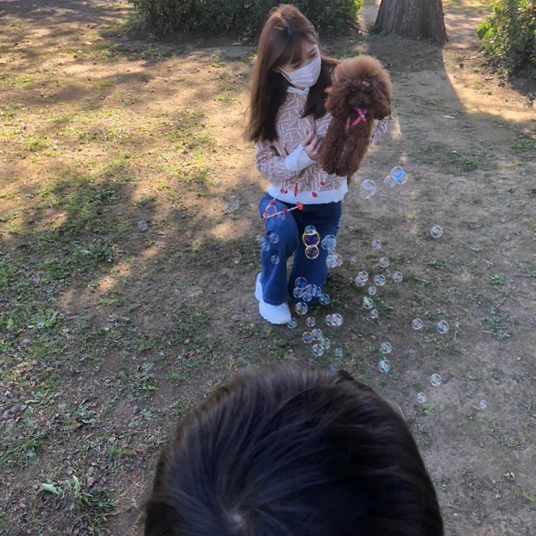 町田亜里香のインスタグラム：「最近のお休みはずっと自転車🚲笑 無人公園が多い笑 これは土曜日の公園にて🐩⭐︎ じゅきがシャボン玉をアンジェに 見せてあげてました🥺 . . ア）何これ食べれましゅか🐩？ って顔で見てましたww さすがでぶちん🐷。 . . そしてアンジェが見つめる先には いつもじゅきあやじゅな 子供たちがいます👶🏻✨ （追いかけたいだけ） . . 毎日毎日、 自然🌿で遊ぶのはいいねˎˊ˗ ゲームより何より外の空気が一番𖥣𖥣 ⠜ コロナさえいなければ。 マスク外して、　 冬の匂いたくさん嗅げるのになぁ〜🍃　 . photo by @chihiro_saito_  . #トイプードル #ティーカッププードル #公園 #シャボン玉 #休日の過ごし方 #休日 #子供 #子供のいる暮らし  #わんこのいる生活 #6歳男の子  #ママ #ママコーデ」