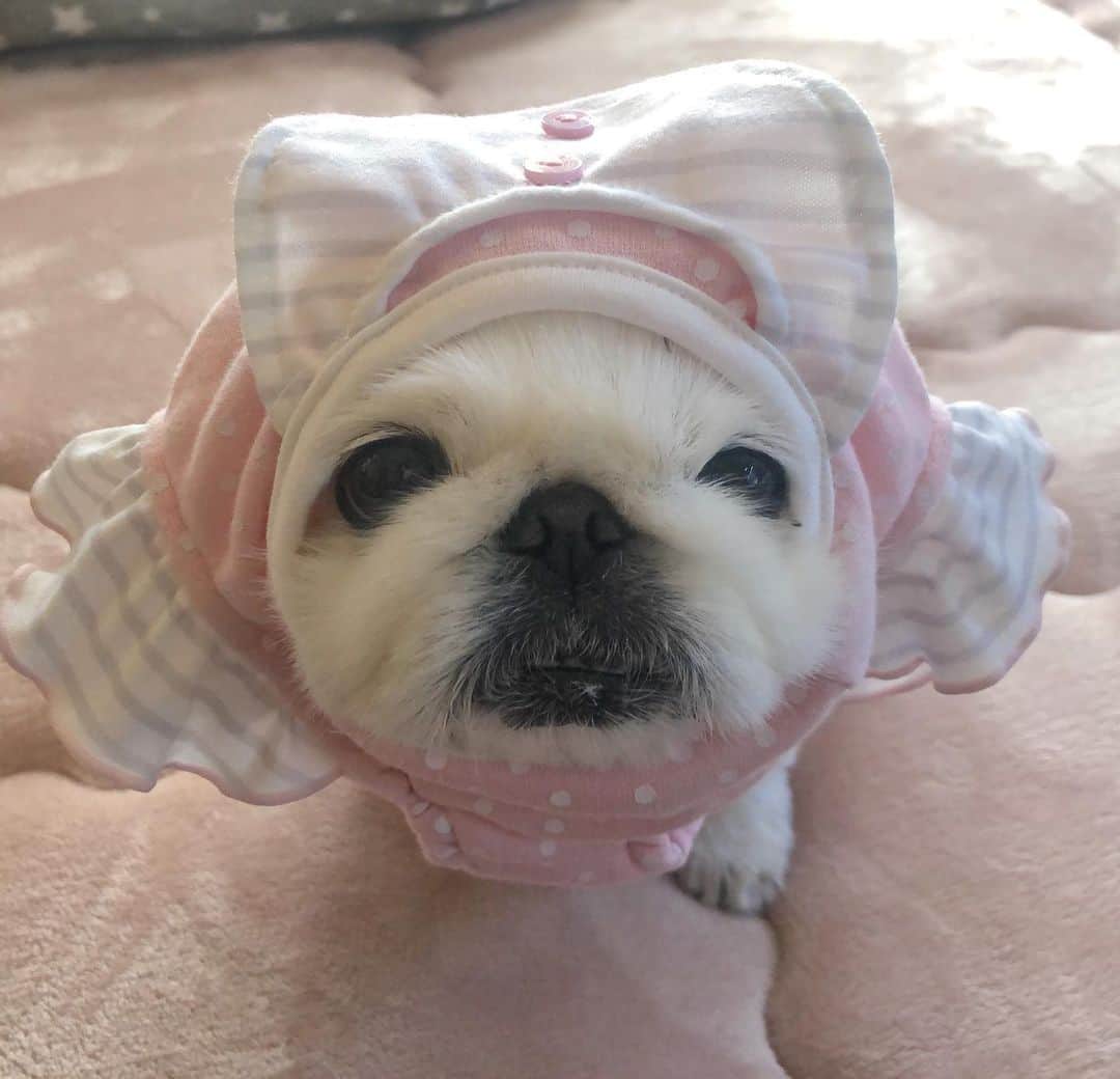 こなつのインスタグラム：「🎀...Sweet🍬🍭🍬🍭🦄🎀」