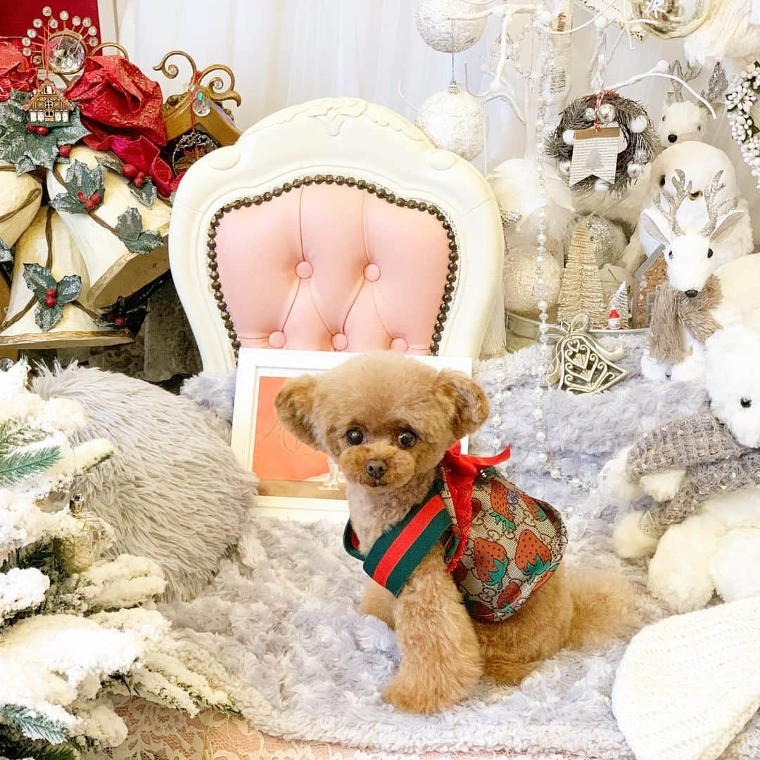 ? Tia ?さんのインスタグラム写真 - (? Tia ?Instagram)「🍓✨Ｓtrawberry Gucci🐻✨🍓 … … … … … #toypoodle #toypoodlered #toypoodlegram #toypoodlelove  #cutepetclub #instadog #cutedog  #adorable #cutest  #socute #ilovemydog #トイプードル #coolangel369 #ふわふわ #todayswanko #instapoodle #ティーカッププードル #teacuppoodle #ふわもこ部 #teddybear #テディベア #teddybeardog #xmasdog #gucci #guccigucci #guccilove #クリスマス #itdogs #itdog #strawberry」11月15日 22時54分 - tia1101