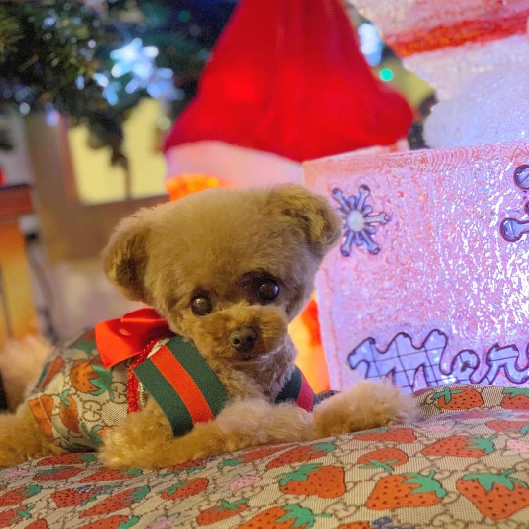 ? Tia ?さんのインスタグラム写真 - (? Tia ?Instagram)「🍓✨Ｓtrawberry Gucci🐻✨🍓 … … … … … #toypoodle #toypoodlered #toypoodlegram #toypoodlelove  #cutepetclub #instadog #cutedog  #adorable #cutest  #socute #ilovemydog #トイプードル #coolangel369 #ふわふわ #todayswanko #instapoodle #ティーカッププードル #teacuppoodle #ふわもこ部 #teddybear #テディベア #teddybeardog #xmasdog #gucci #guccigucci #guccilove #クリスマス #itdogs #itdog #strawberry」11月15日 22時54分 - tia1101