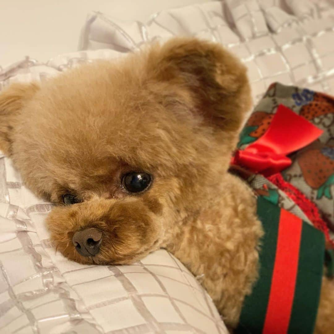 ? Tia ?さんのインスタグラム写真 - (? Tia ?Instagram)「🍓✨Ｓtrawberry Gucci🐻✨🍓 … … … … … #toypoodle #toypoodlered #toypoodlegram #toypoodlelove  #cutepetclub #instadog #cutedog  #adorable #cutest  #socute #ilovemydog #トイプードル #coolangel369 #ふわふわ #todayswanko #instapoodle #ティーカッププードル #teacuppoodle #ふわもこ部 #teddybear #テディベア #teddybeardog #xmasdog #gucci #guccigucci #guccilove #クリスマス #itdogs #itdog #strawberry」11月15日 22時54分 - tia1101