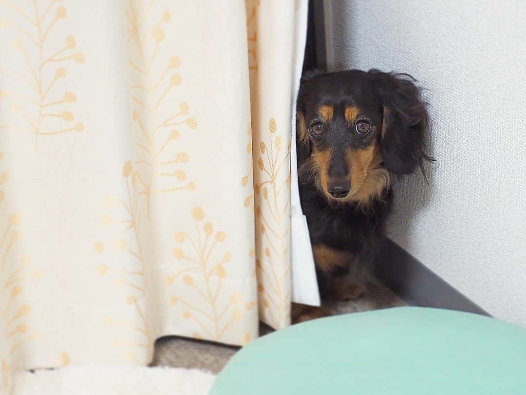 Sora Momoさんのインスタグラム写真 - (Sora MomoInstagram)「歯磨きの途中で逃げ出して隠れてるもも🐶🐾 ☺︎ もも🐶ちょっと歯磨き好きじゃないんだなぁ💦 その上お洋服も着せようとするし💦 ☺︎ 隠れてるんだけど やっぱり気になって そ〜っと様子見ちゃうももが可愛い😊 ☺︎ #カーテンの陰に隠れてる#歯磨き好きじゃない#いつも頑張ってるけど#今日はお洋服も着せようとするし#でもやっぱり気になっちゃう#そーっと様子見ちゃお #ダックス#ミニチュアダックス #dachshund #miniaturedachshund」11月15日 22時58分 - teratera_sorapu_