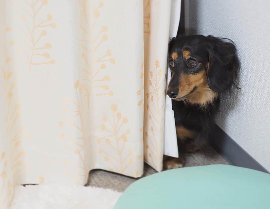 Sora Momoさんのインスタグラム写真 - (Sora MomoInstagram)「歯磨きの途中で逃げ出して隠れてるもも🐶🐾 ☺︎ もも🐶ちょっと歯磨き好きじゃないんだなぁ💦 その上お洋服も着せようとするし💦 ☺︎ 隠れてるんだけど やっぱり気になって そ〜っと様子見ちゃうももが可愛い😊 ☺︎ #カーテンの陰に隠れてる#歯磨き好きじゃない#いつも頑張ってるけど#今日はお洋服も着せようとするし#でもやっぱり気になっちゃう#そーっと様子見ちゃお #ダックス#ミニチュアダックス #dachshund #miniaturedachshund」11月15日 22時58分 - teratera_sorapu_