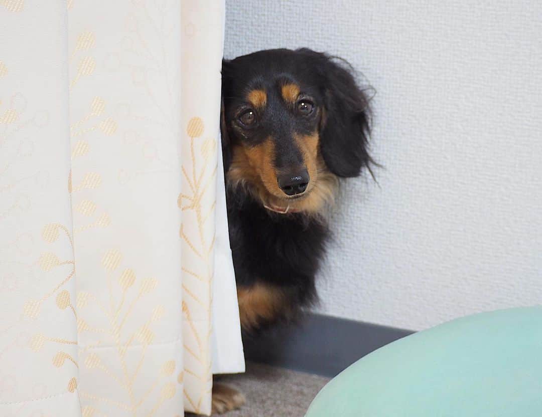 Sora Momoさんのインスタグラム写真 - (Sora MomoInstagram)「歯磨きの途中で逃げ出して隠れてるもも🐶🐾 ☺︎ もも🐶ちょっと歯磨き好きじゃないんだなぁ💦 その上お洋服も着せようとするし💦 ☺︎ 隠れてるんだけど やっぱり気になって そ〜っと様子見ちゃうももが可愛い😊 ☺︎ #カーテンの陰に隠れてる#歯磨き好きじゃない#いつも頑張ってるけど#今日はお洋服も着せようとするし#でもやっぱり気になっちゃう#そーっと様子見ちゃお #ダックス#ミニチュアダックス #dachshund #miniaturedachshund」11月15日 22時58分 - teratera_sorapu_