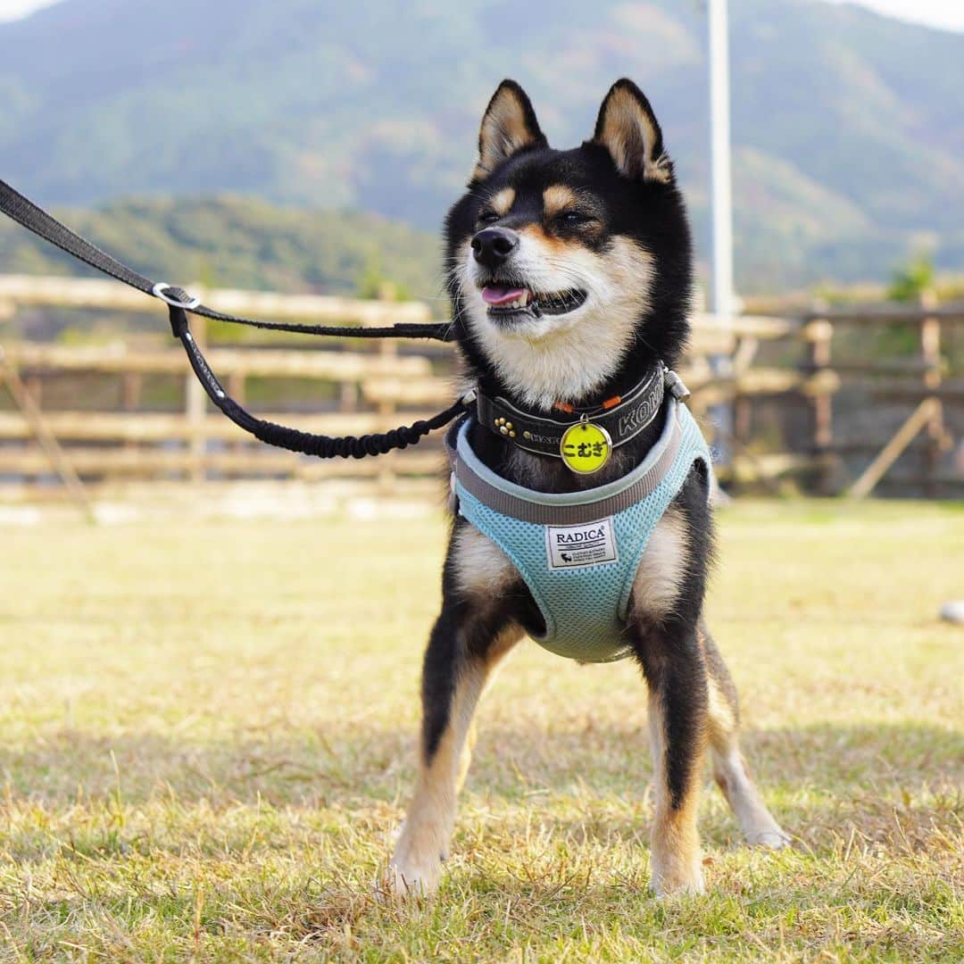 黒豆柴こむぎのグルメインスタ